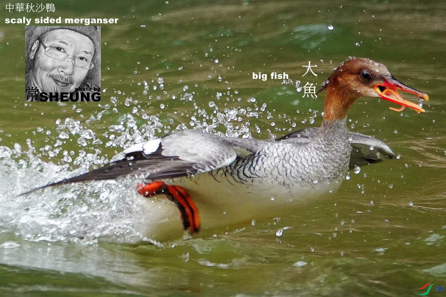 sd DSC08252 3nmete.jpg