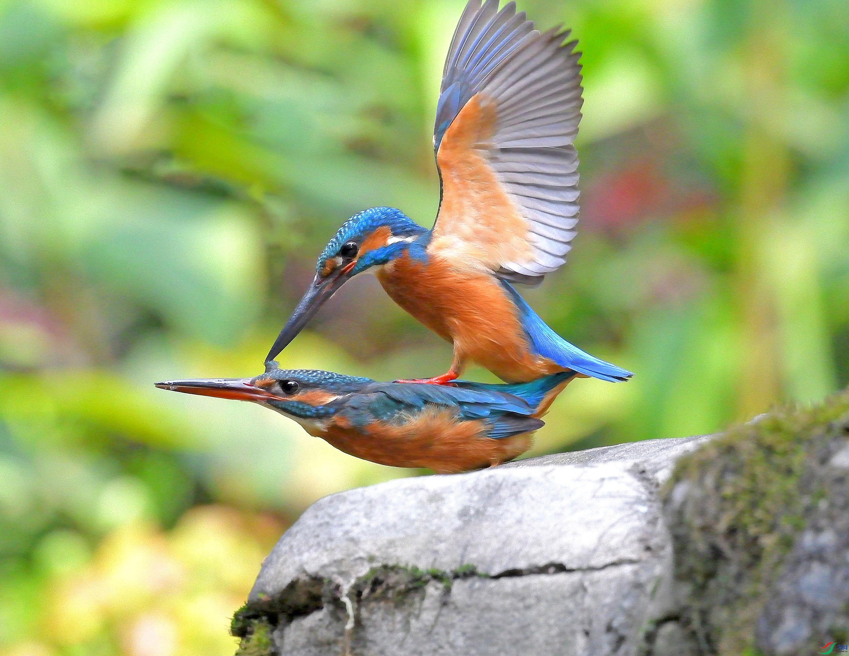 DSC_0837 - 11frame at 0m1s.jpg