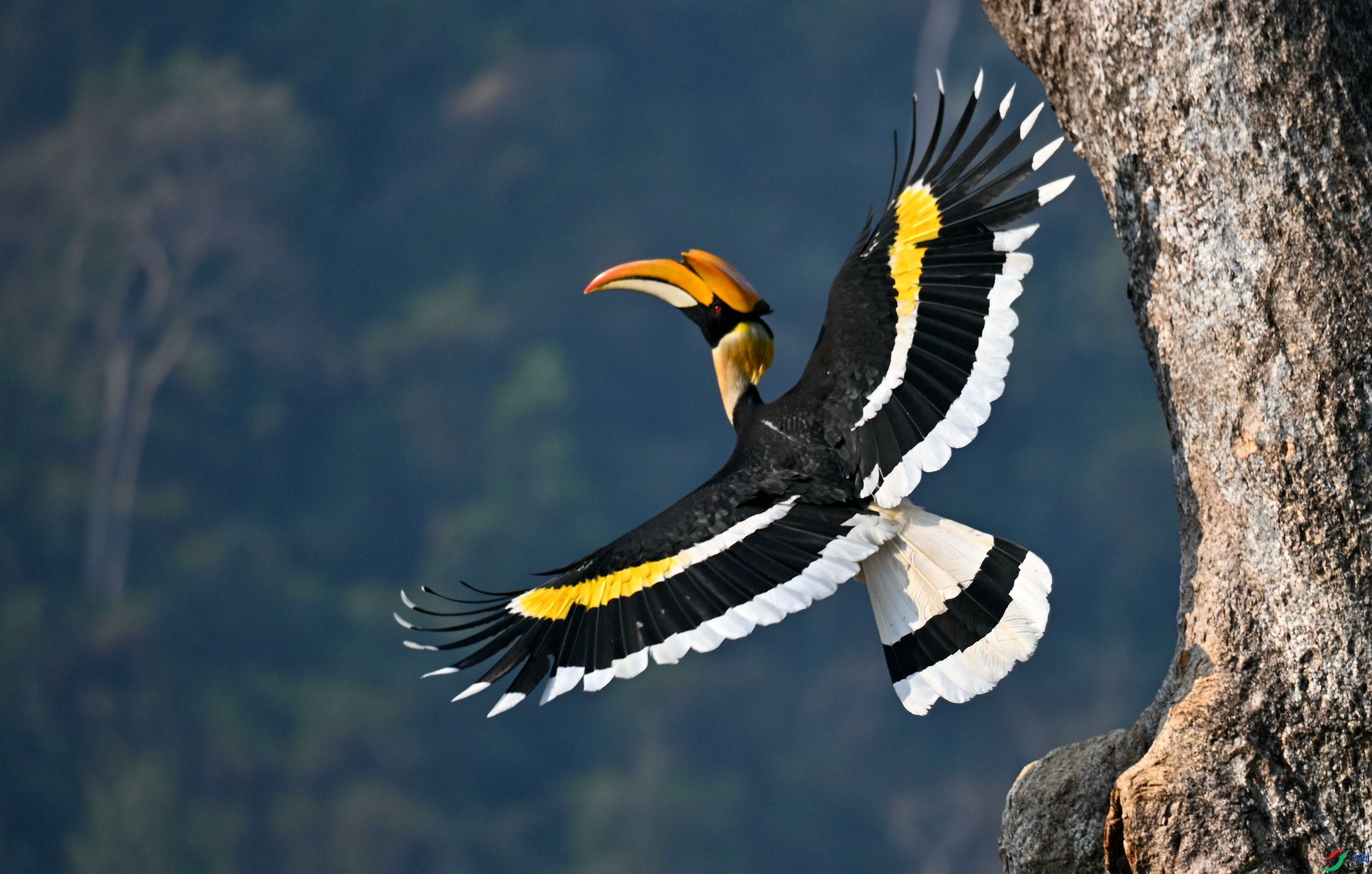 ӵ����ɽ��