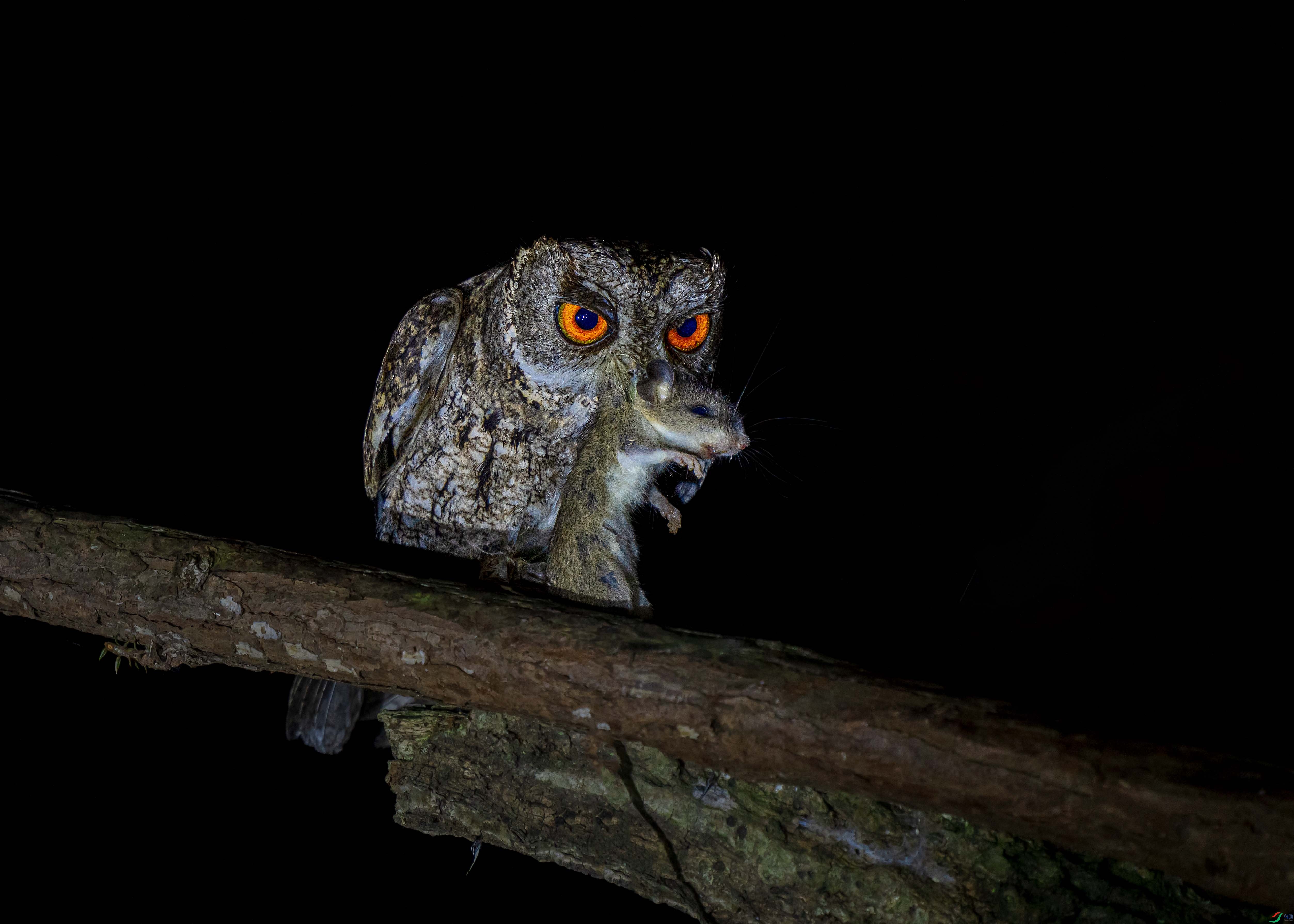 ��ҹɱ��DSC02335 ����-1M.jpg