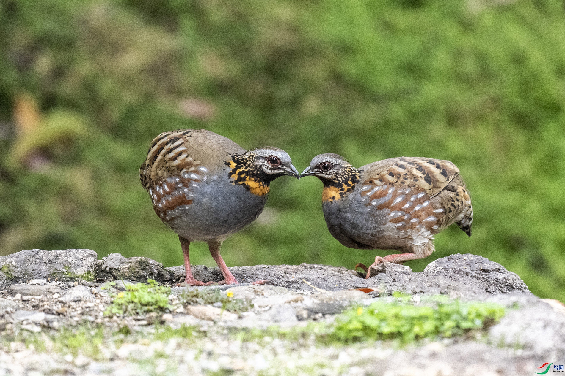DSC_0273.jpg