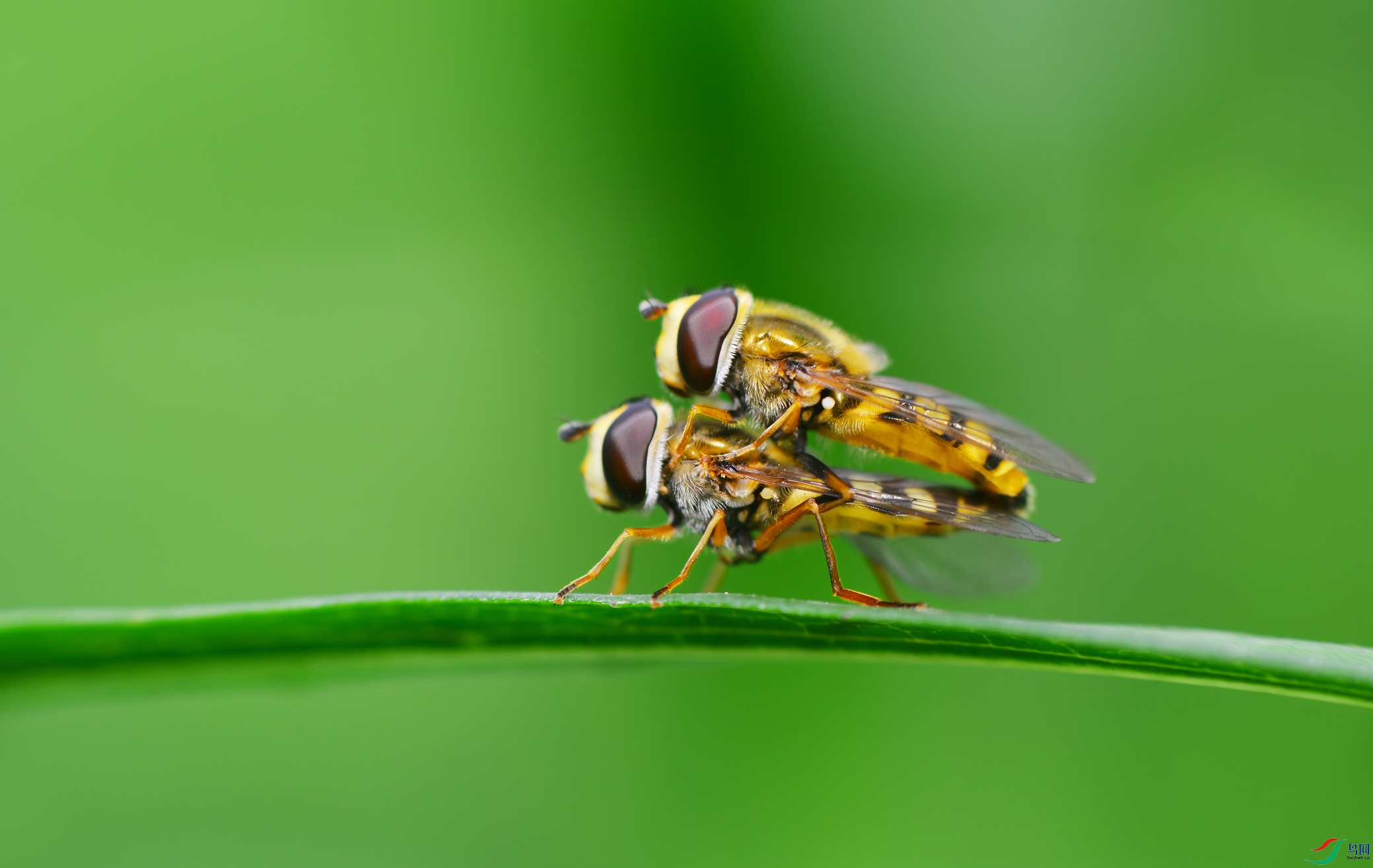 DSC_7975 ����.jpg