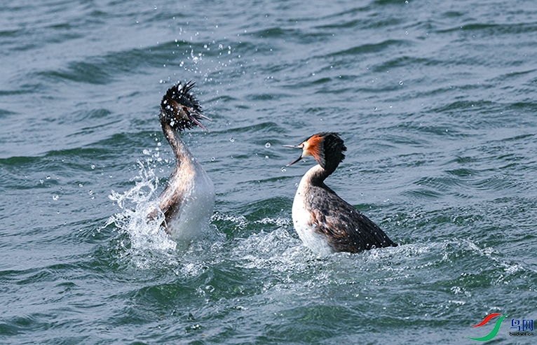 DSC_6476-1.jpg