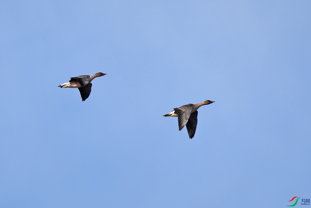 DSC_96863.jpg