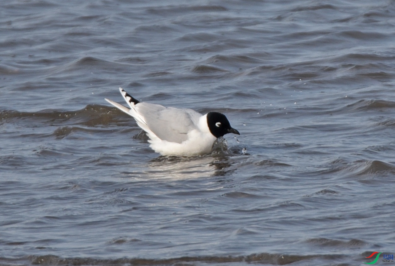 DSC_8874f_��ͼ��.jpg
