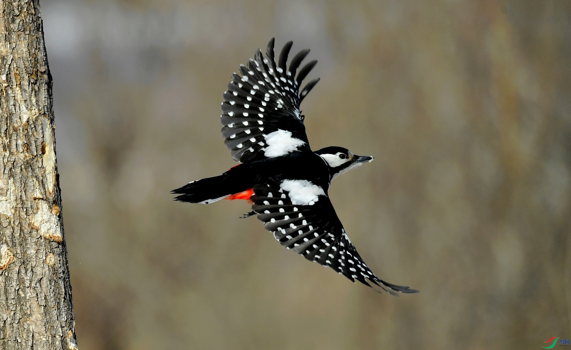 WZL_7649.jpg