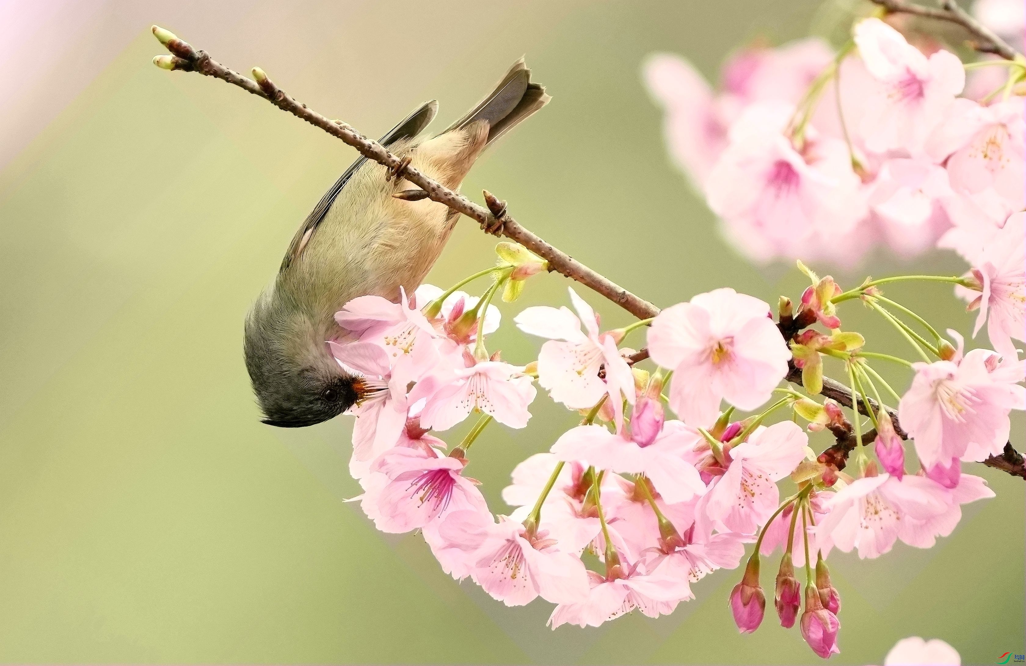 �����̷���������DSC02920_����.jpg