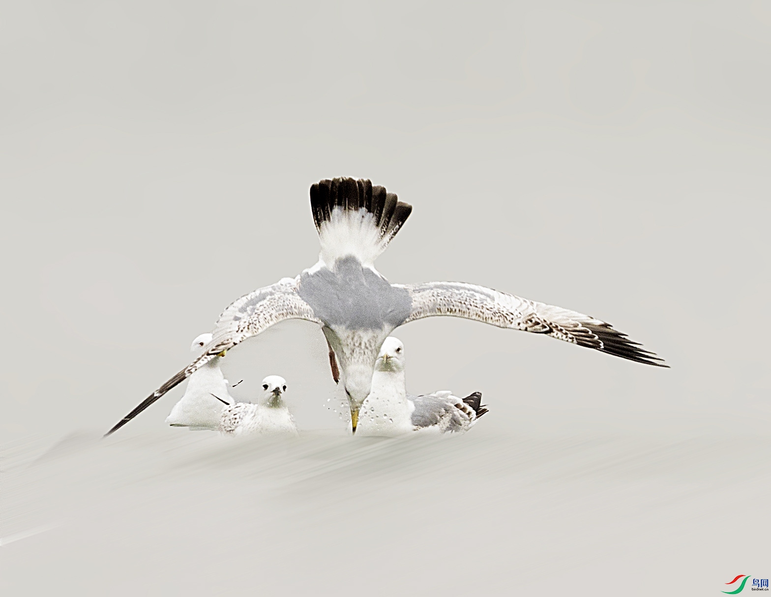 019A1032 ����.jpg