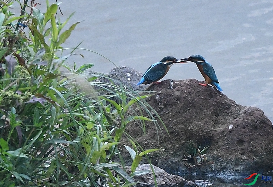 DSC_3129 - ����.JPG