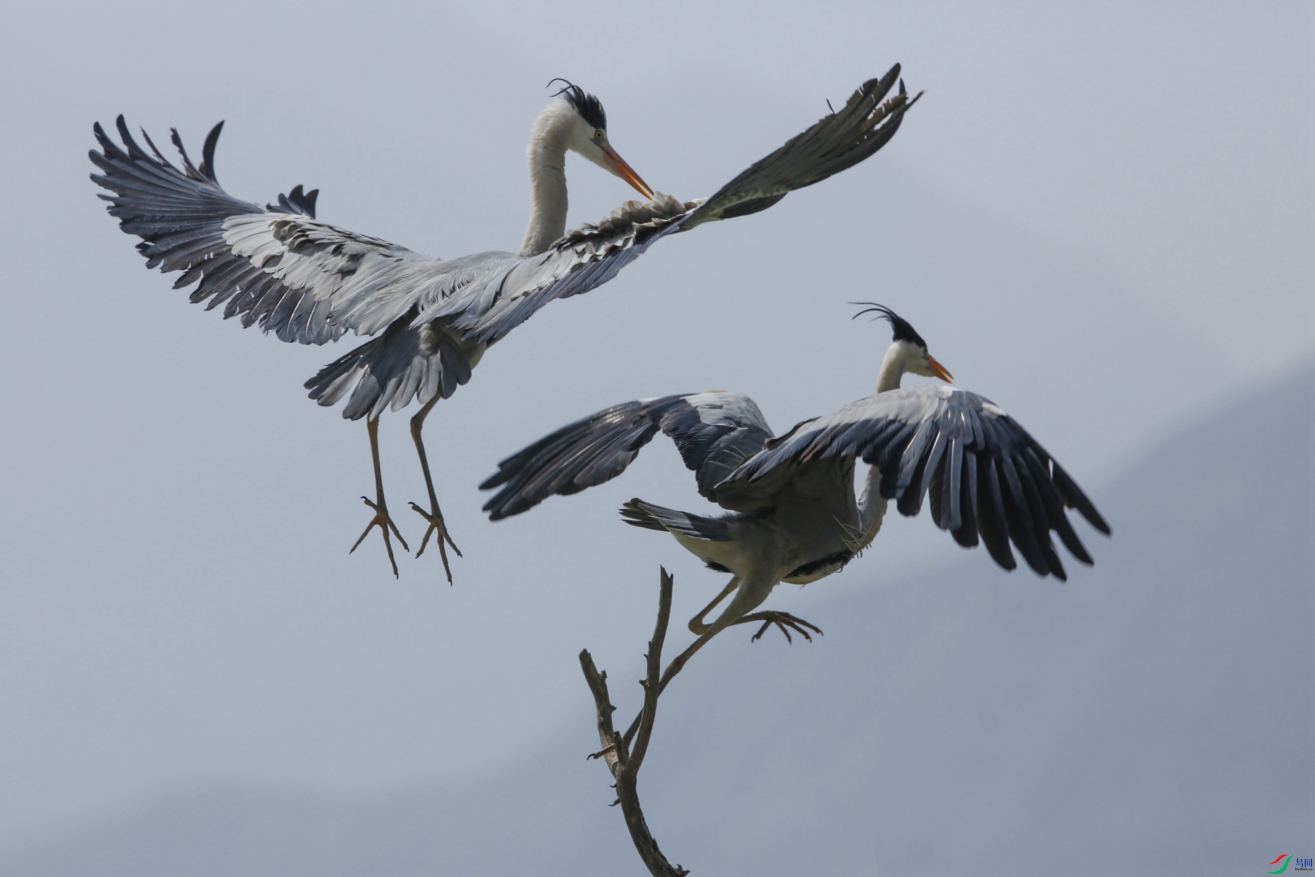 ������ - ����_����.jpg