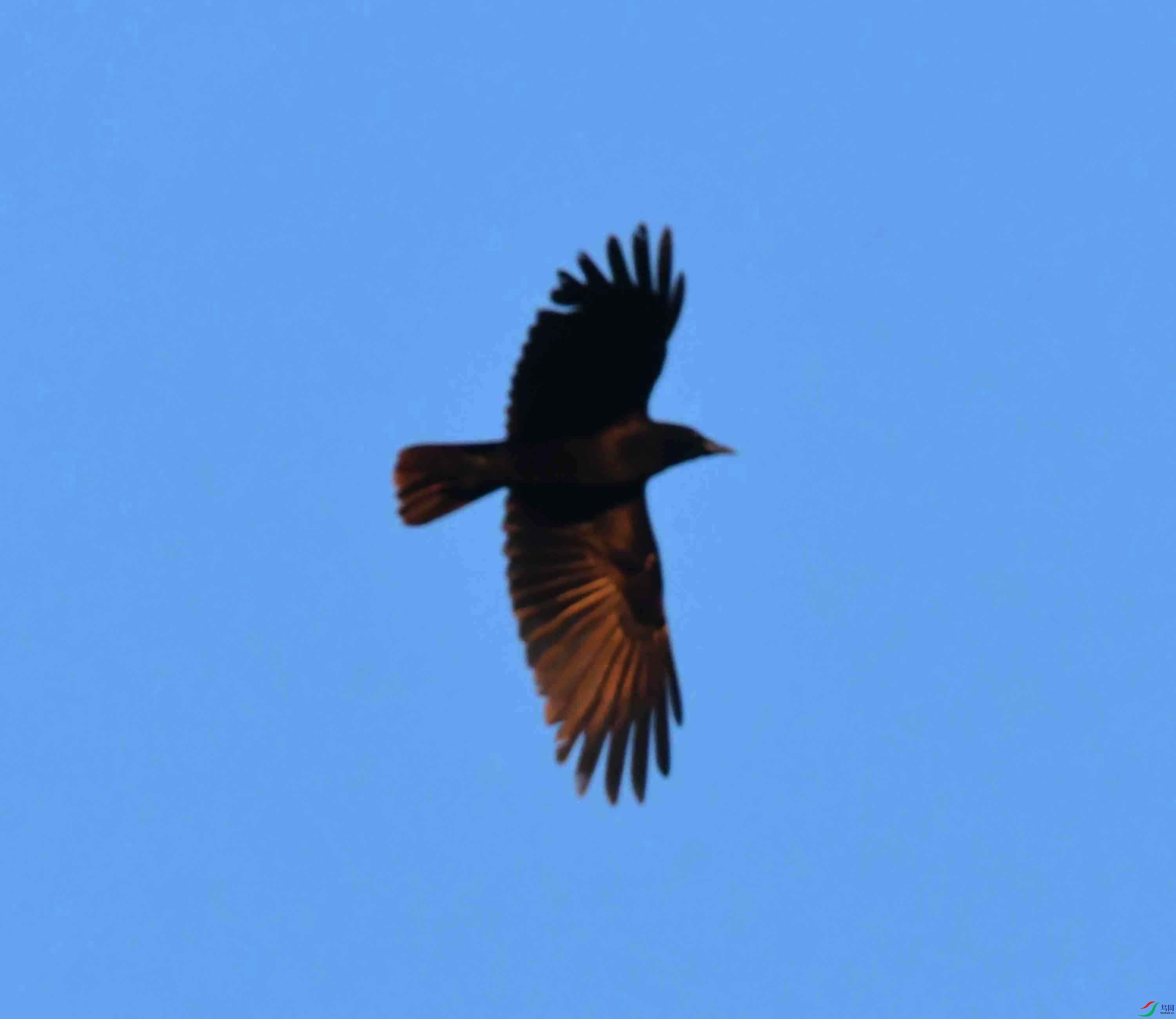 DSC_0528.JPG
