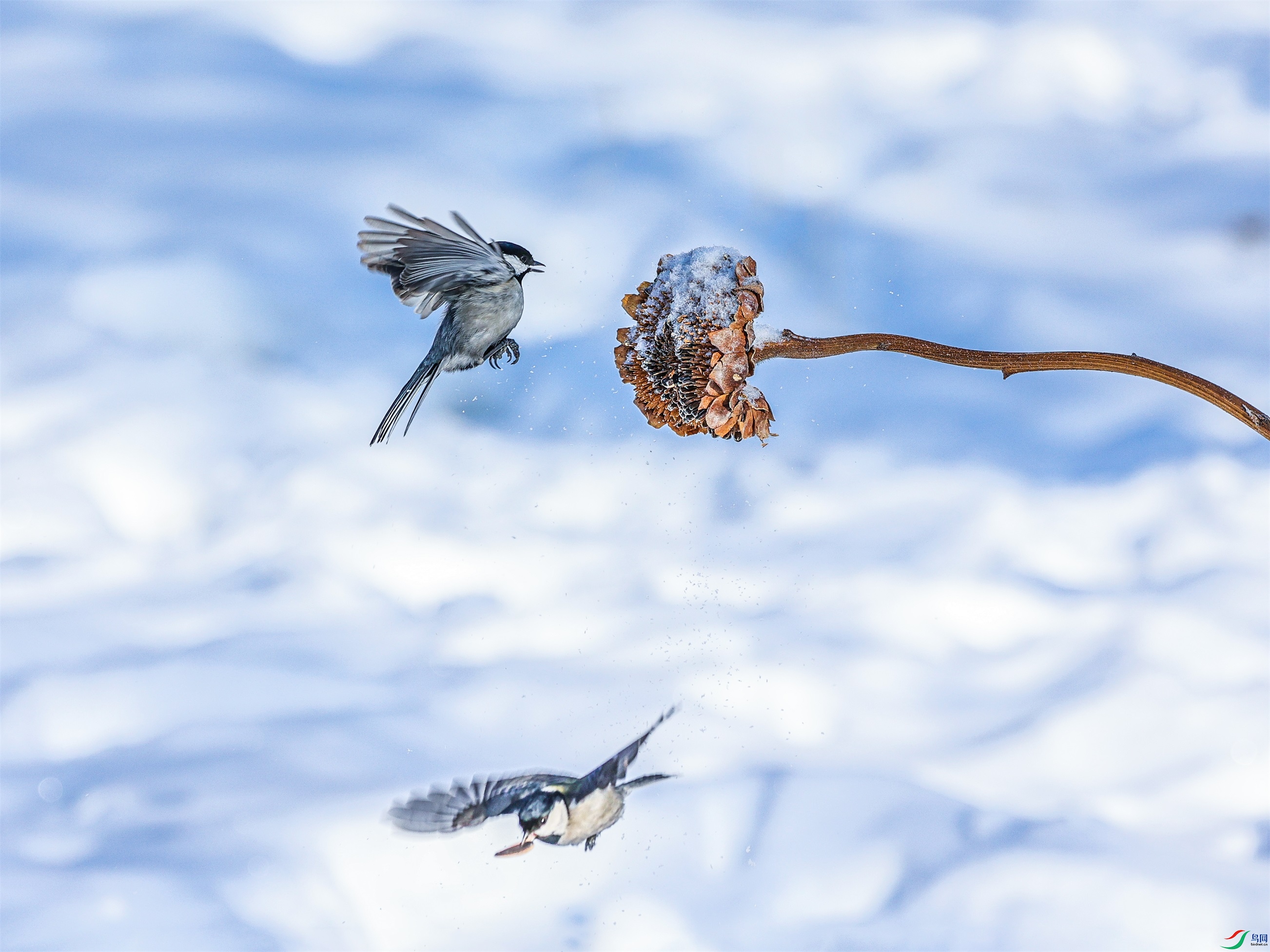 1K3A5464 ����1.jpg