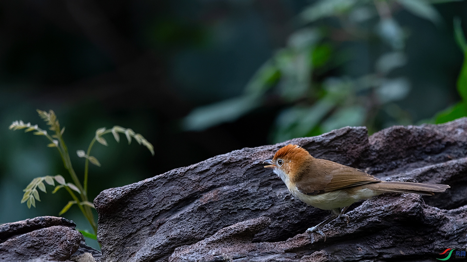DSC_6106_DxOa.jpg