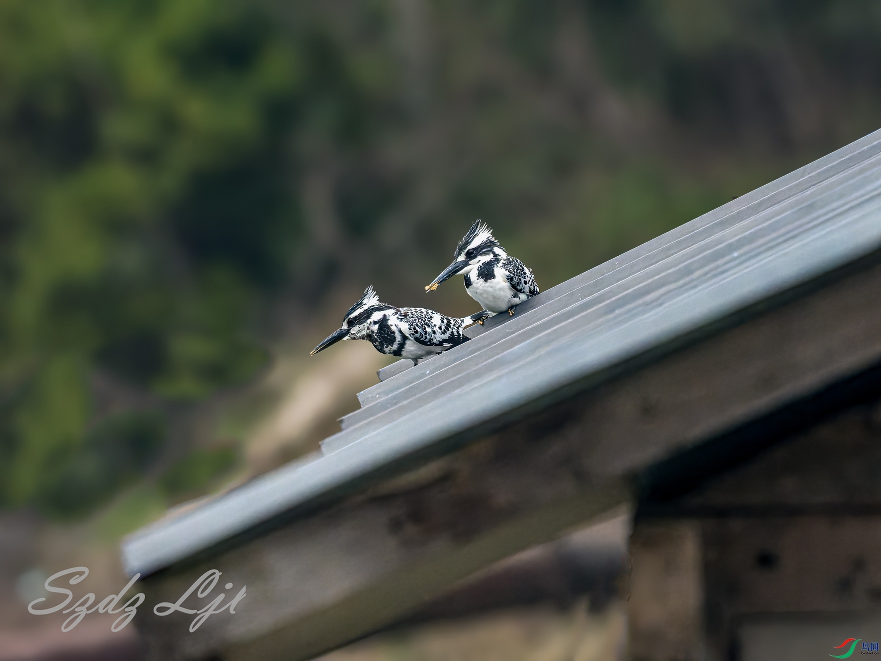 20230318-P3182037-ORF_DxO_DeepPRIME-�༭-�༭.jpg