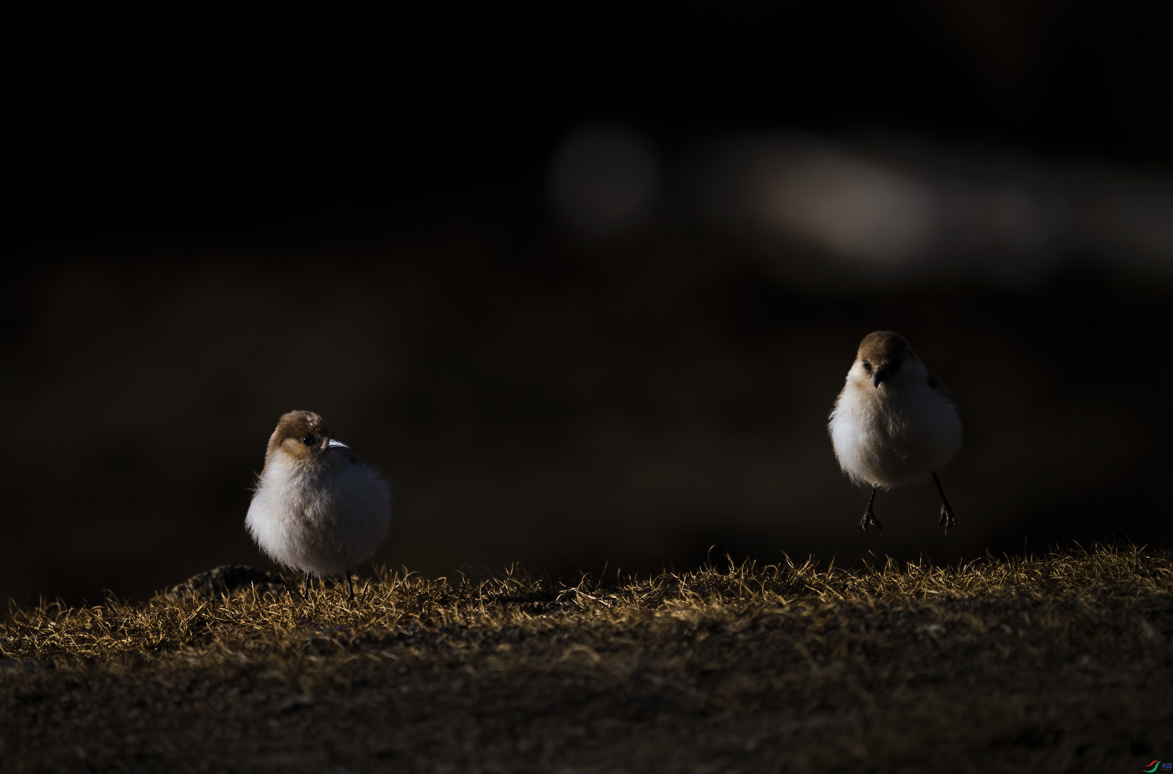 DSC081131.jpg