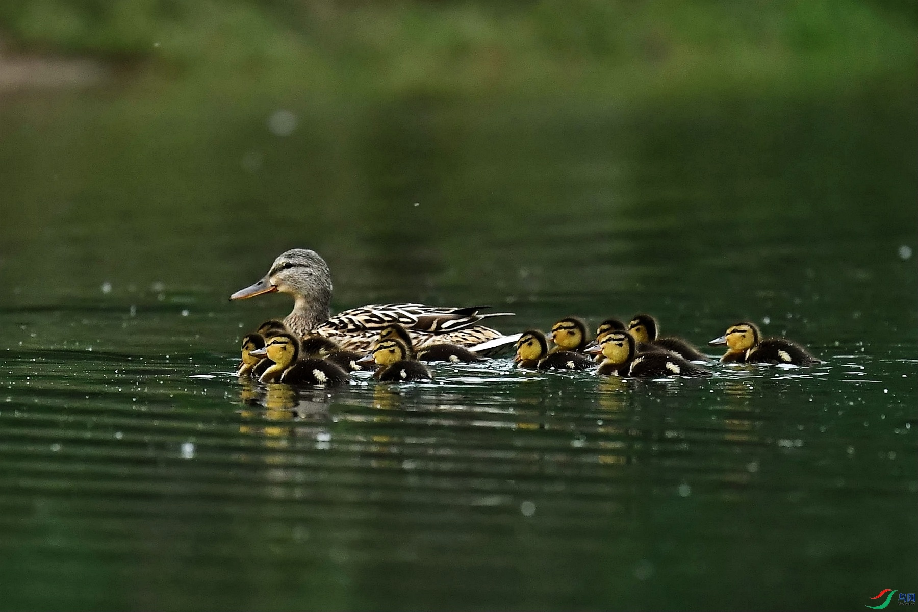 DSC_4461_����.jpg