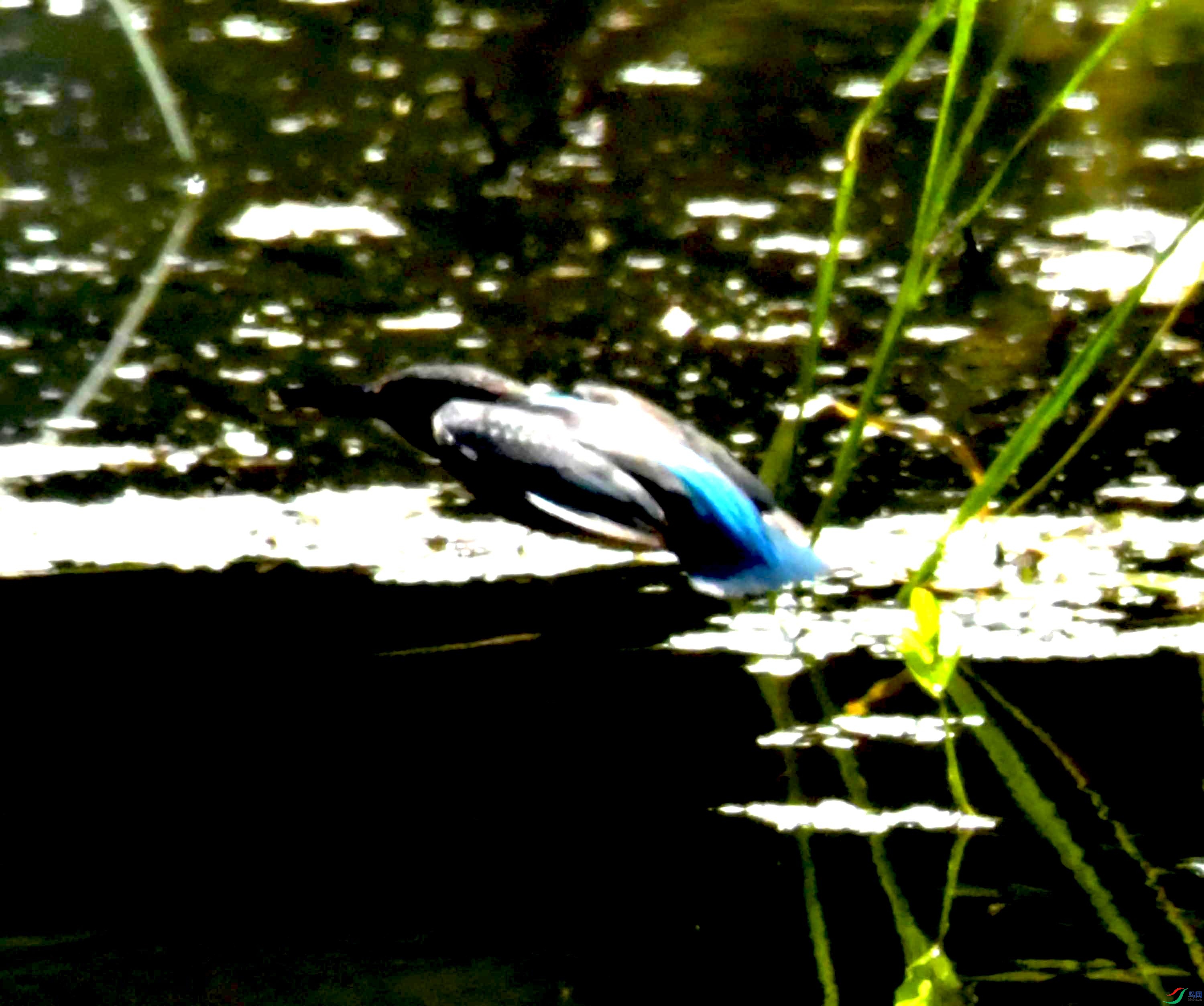 DSC_0340.JPG