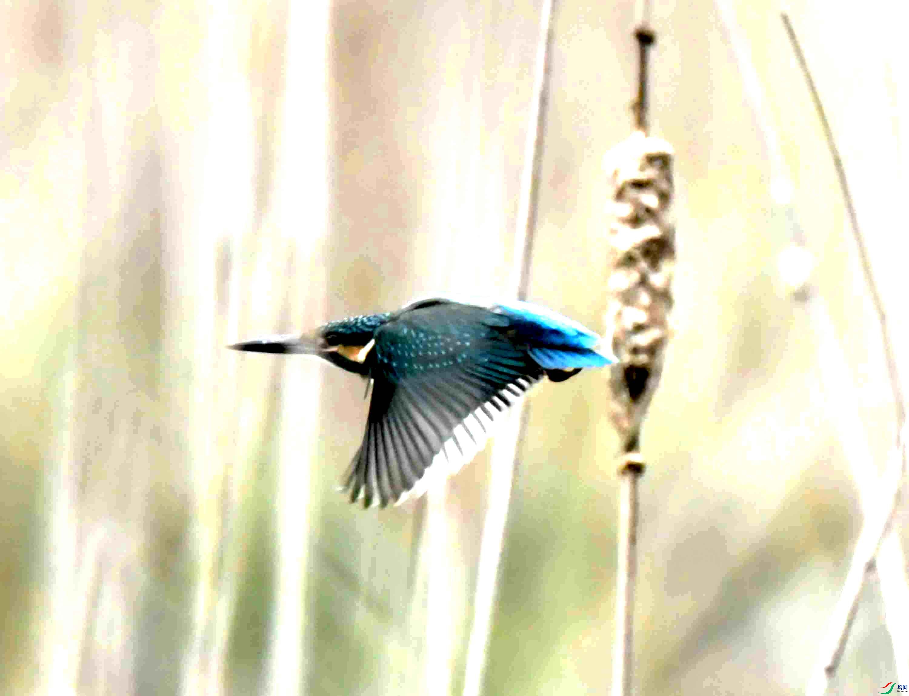 DSC_1152.JPG