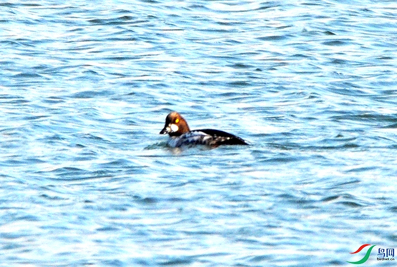 DSC_6022.JPG