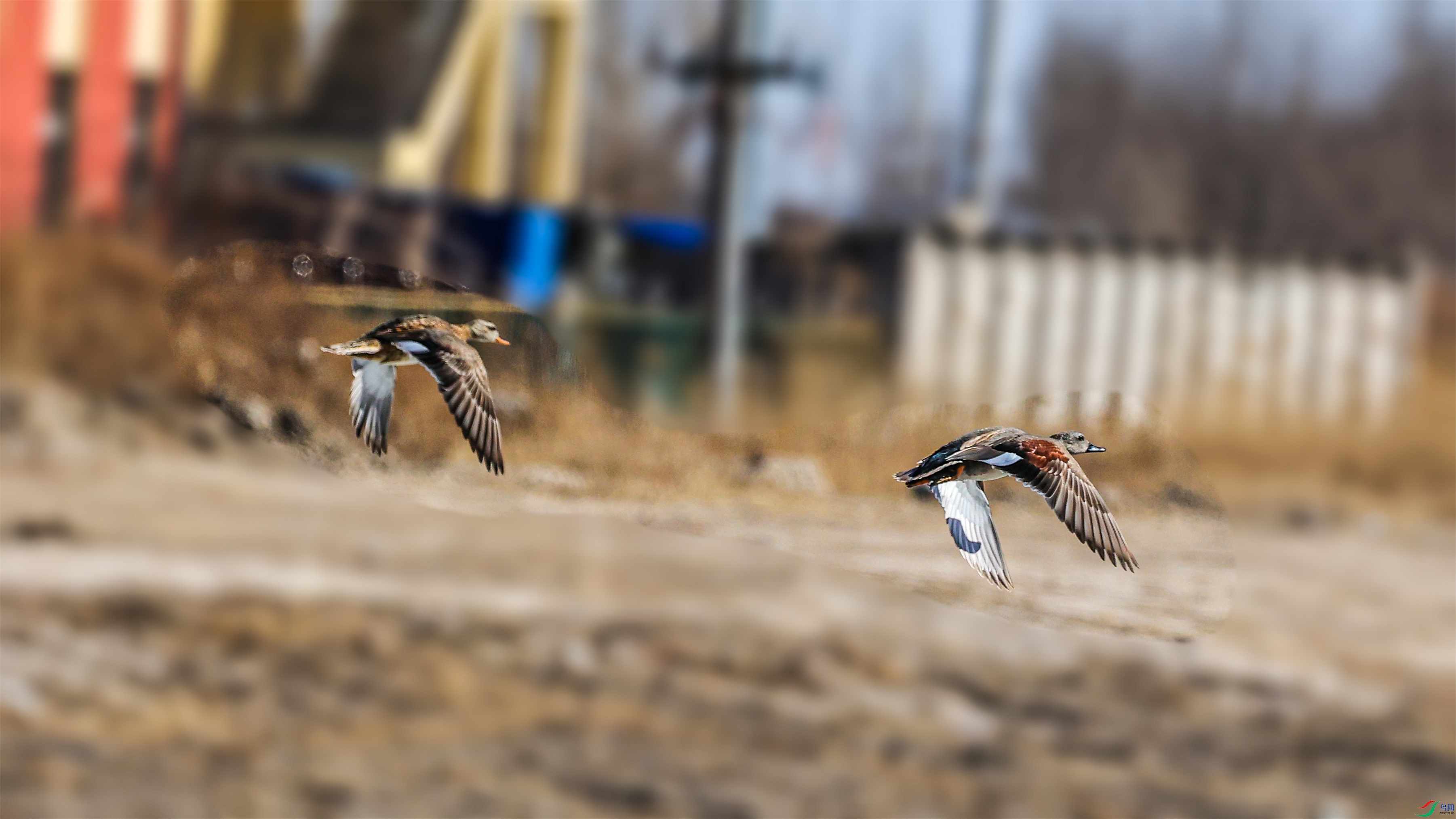 1K3A9517 ����1.jpg