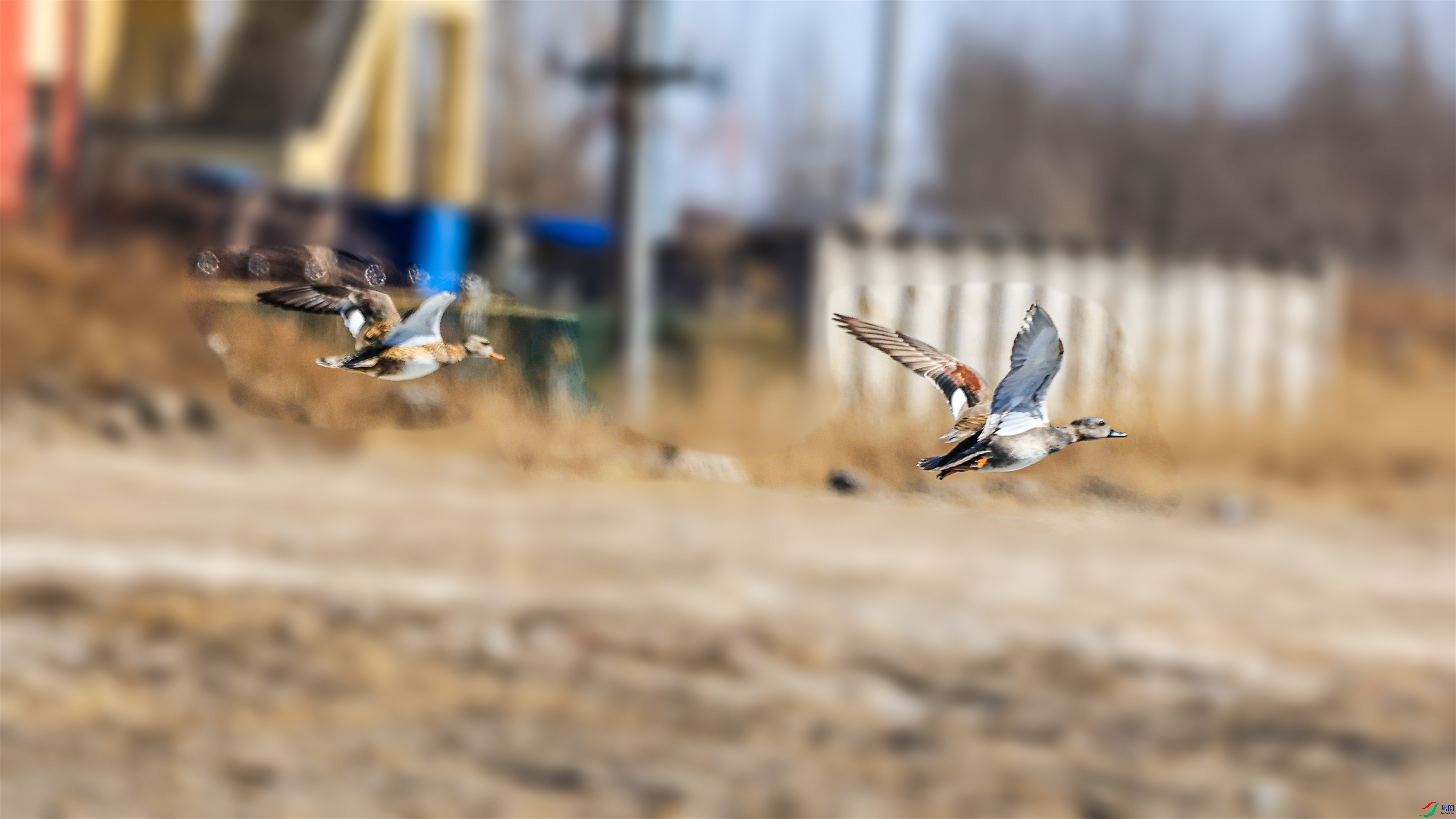 1K3A9518 ����1.jpg