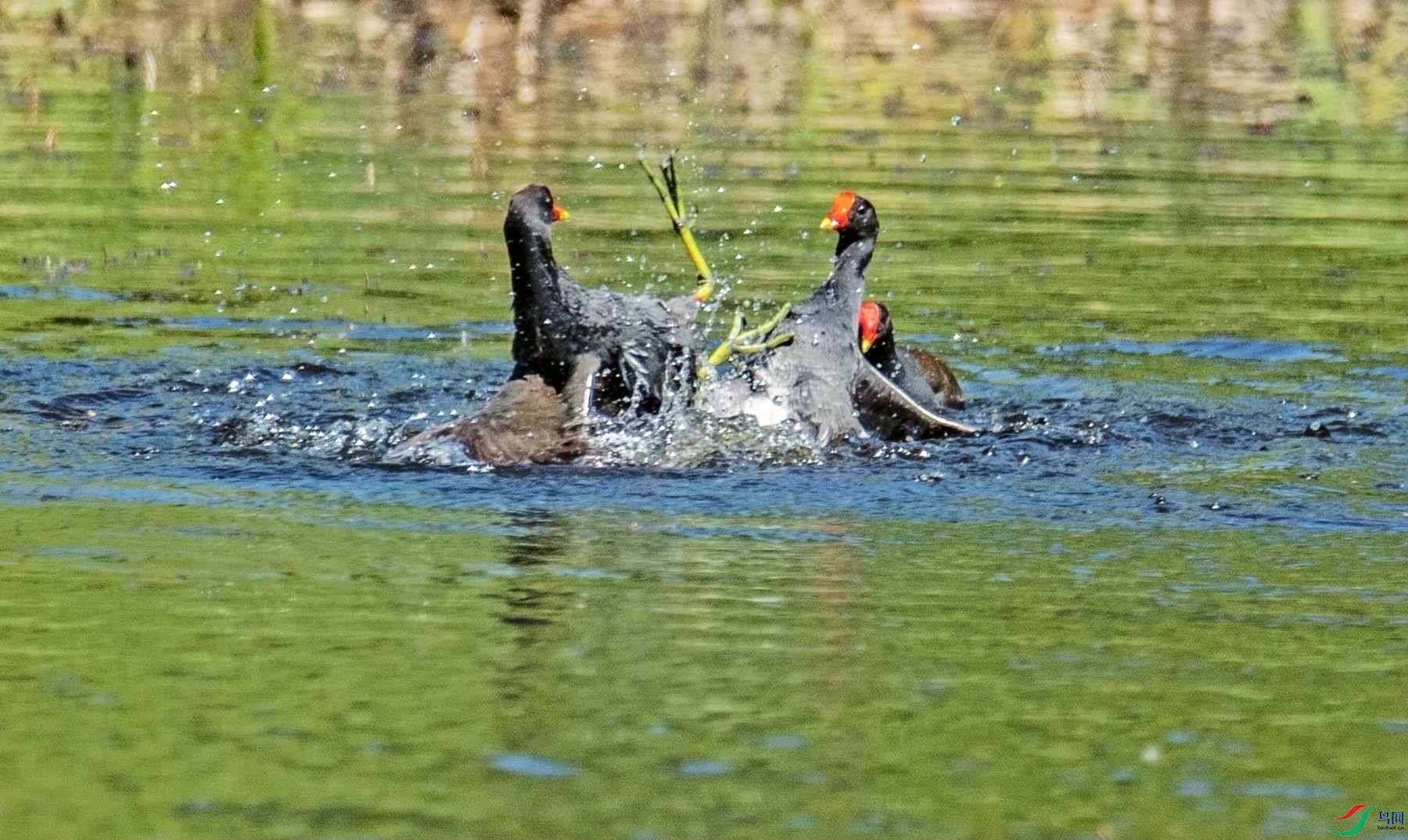 ս���� (1)_����.jpg