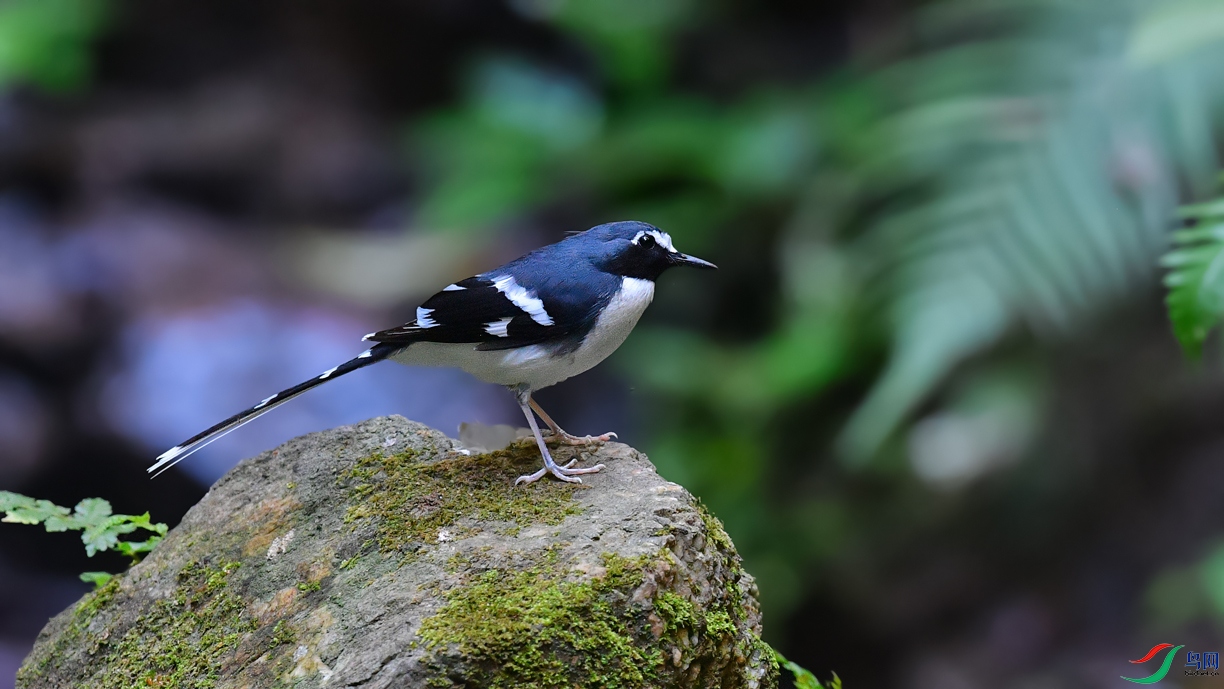 DSC_5235_DxOa.jpg