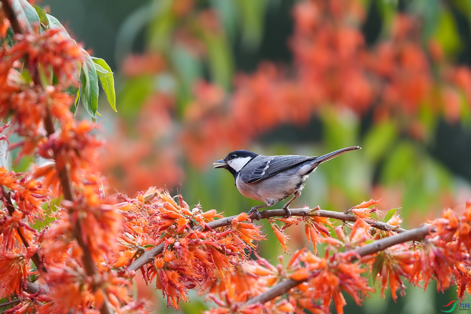 DSC00056 ����.jpg