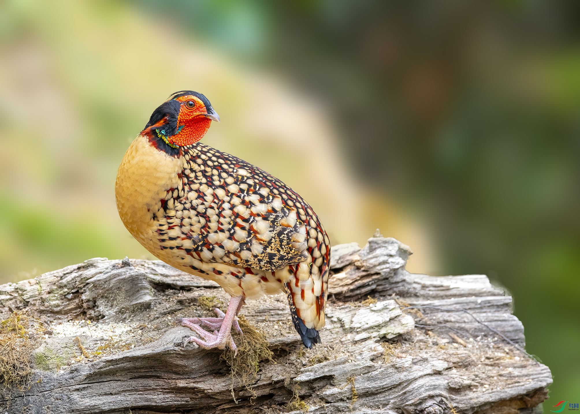 4502 ����.jpg