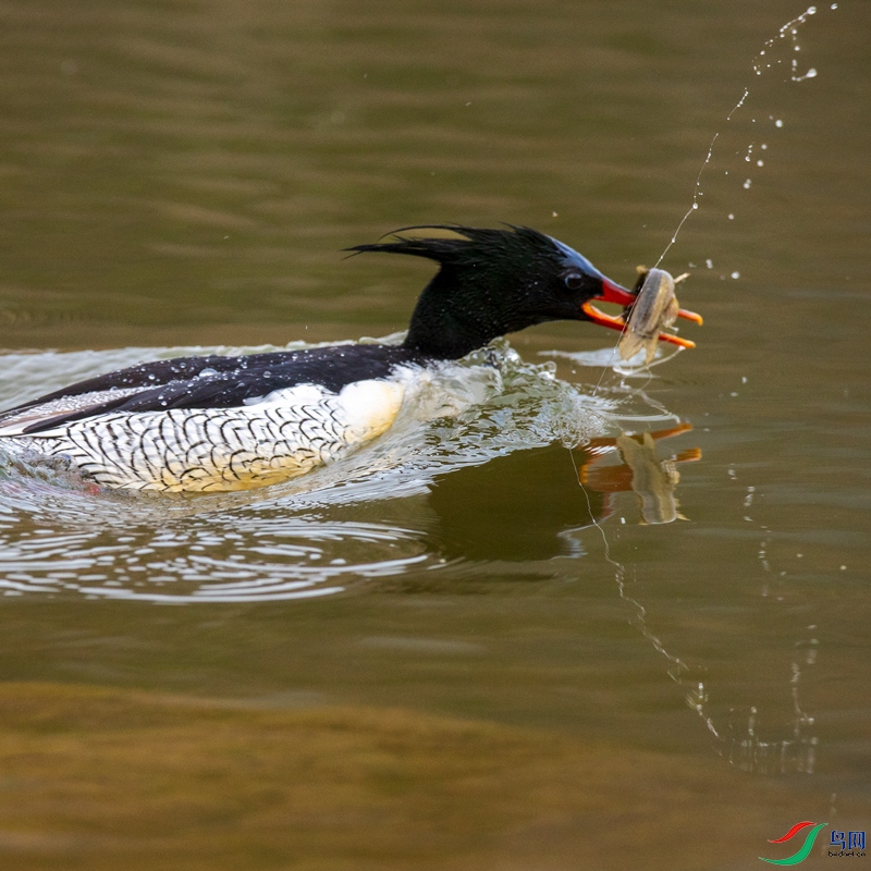 �л���ɯѼץ����һ������