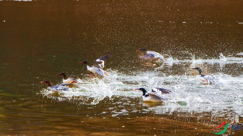 IMG_9020a.jpg