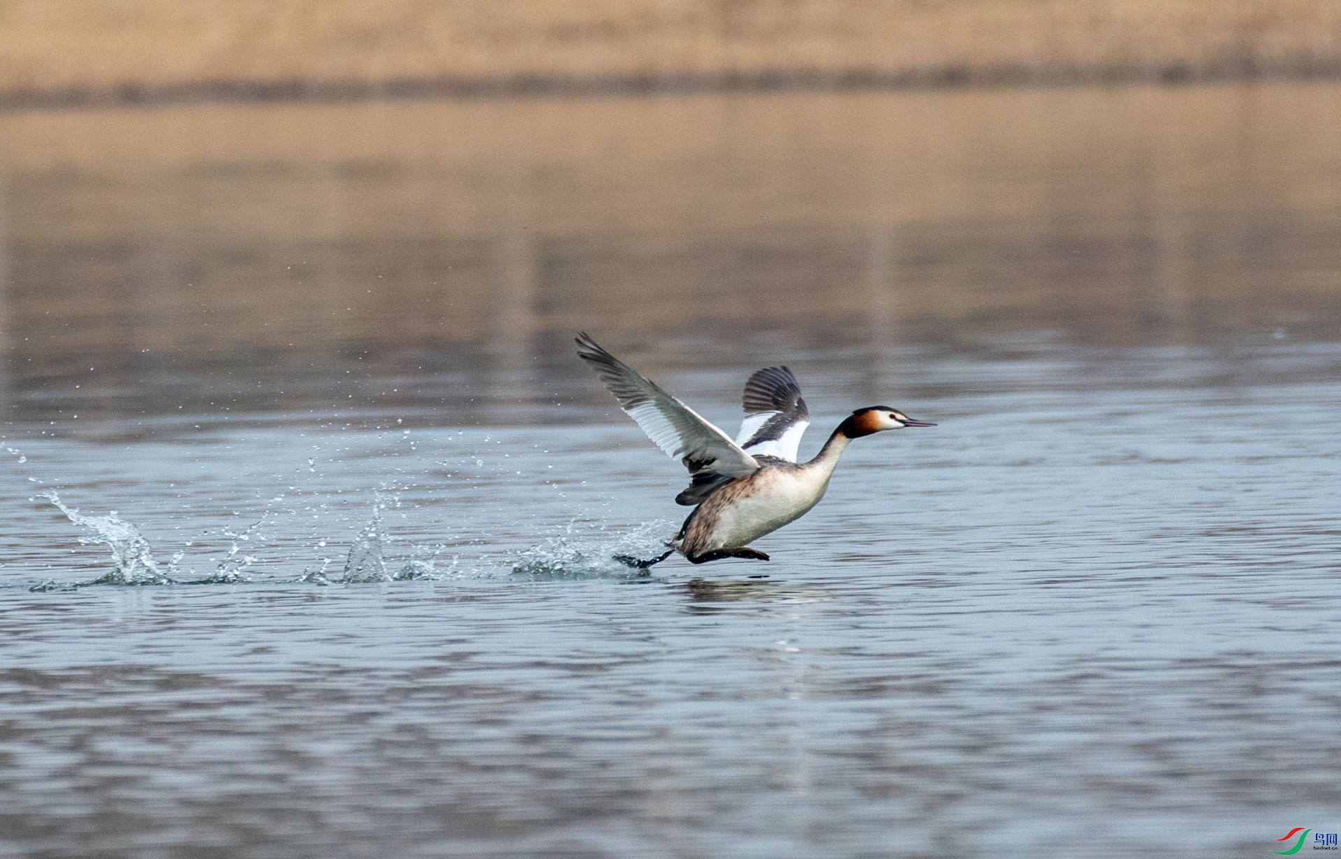 DSC_9481.jpg