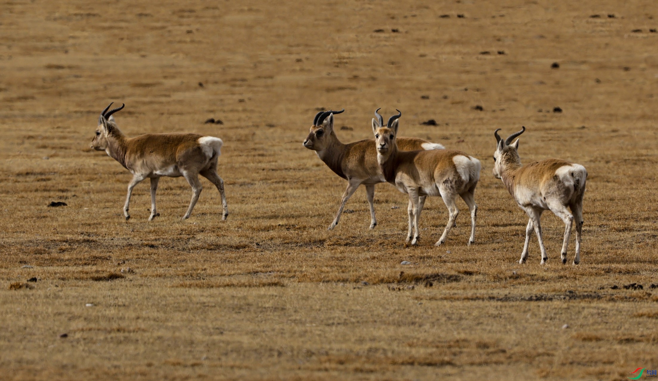 ����ԭ��0098 - ����_����_����_����.jpg