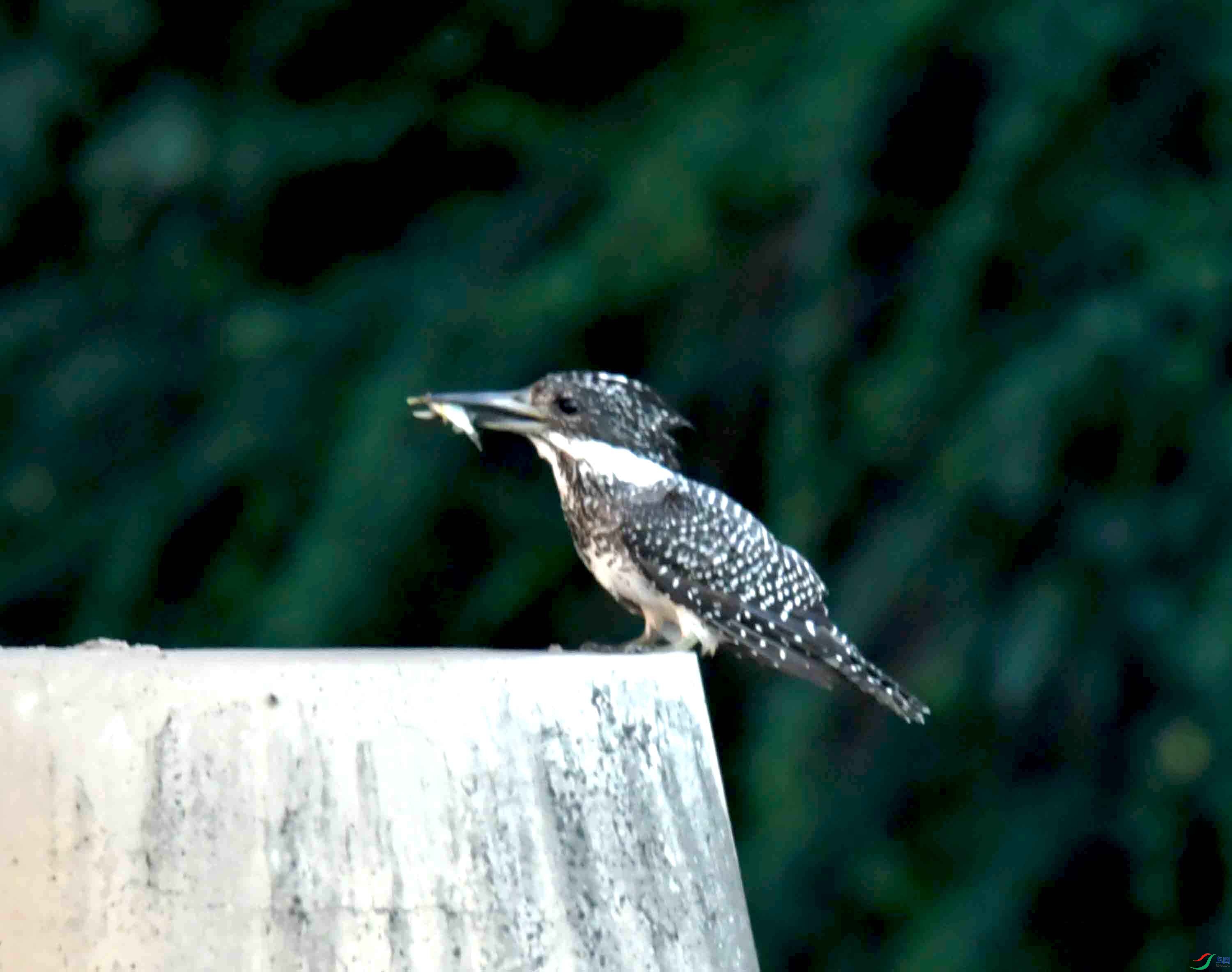 DSC_2236.JPG