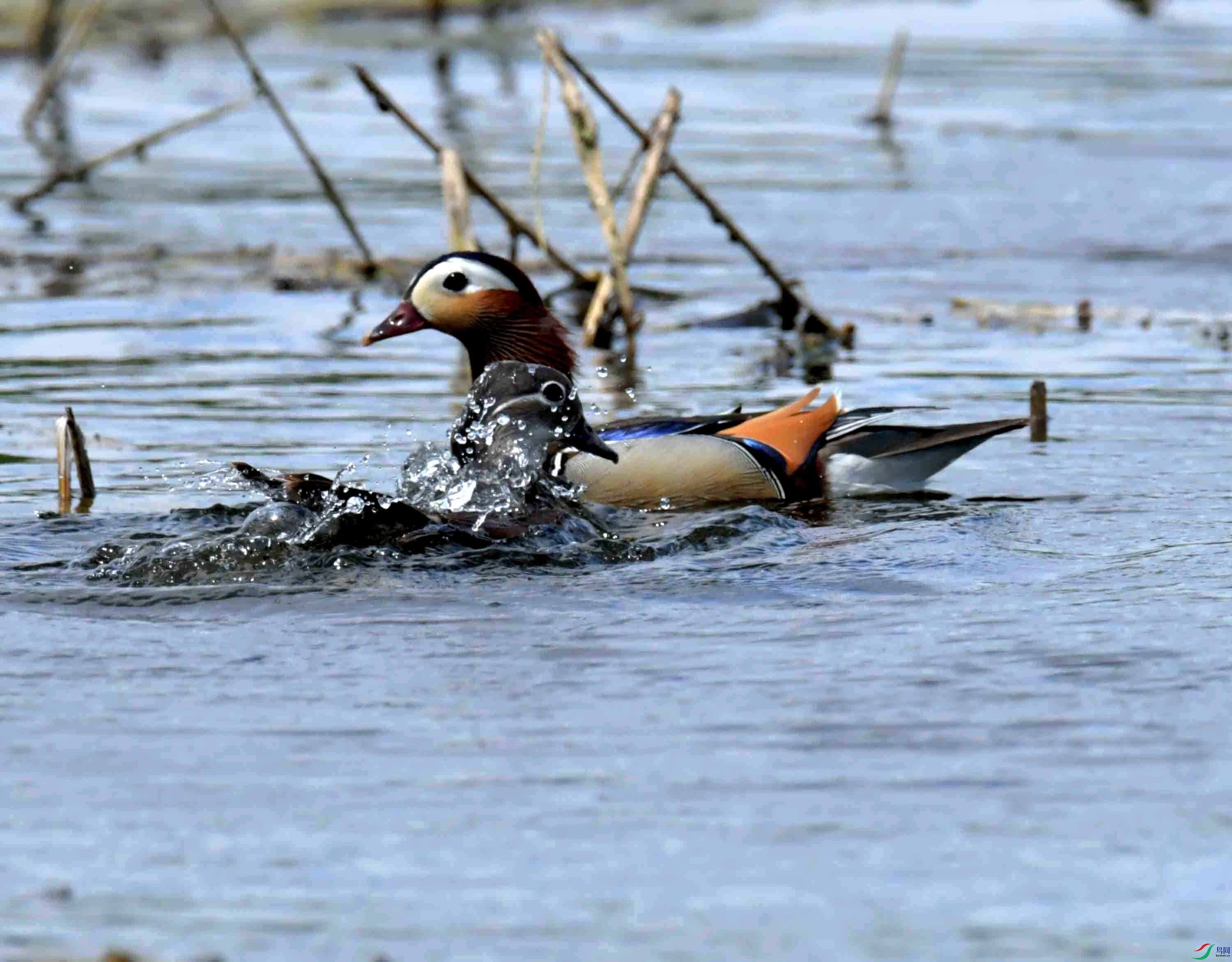 DSC_1200.JPG