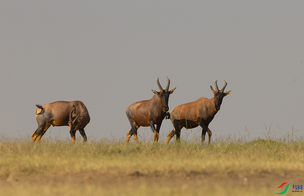 ���� (4).jpg