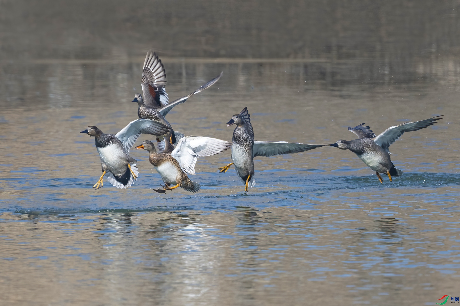 DSC_8609-DeNoiseAI-standard (niao).jpg