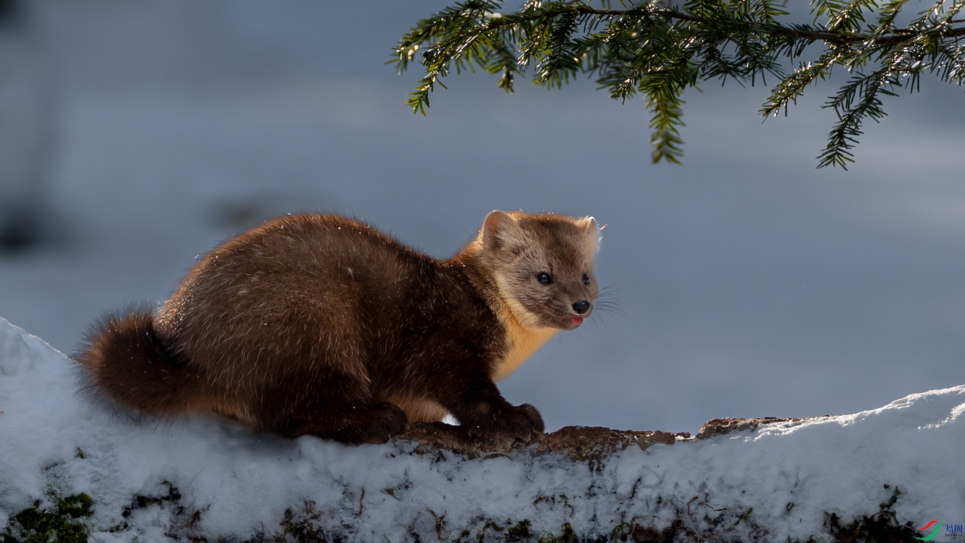 ��ѩ�����µ�����