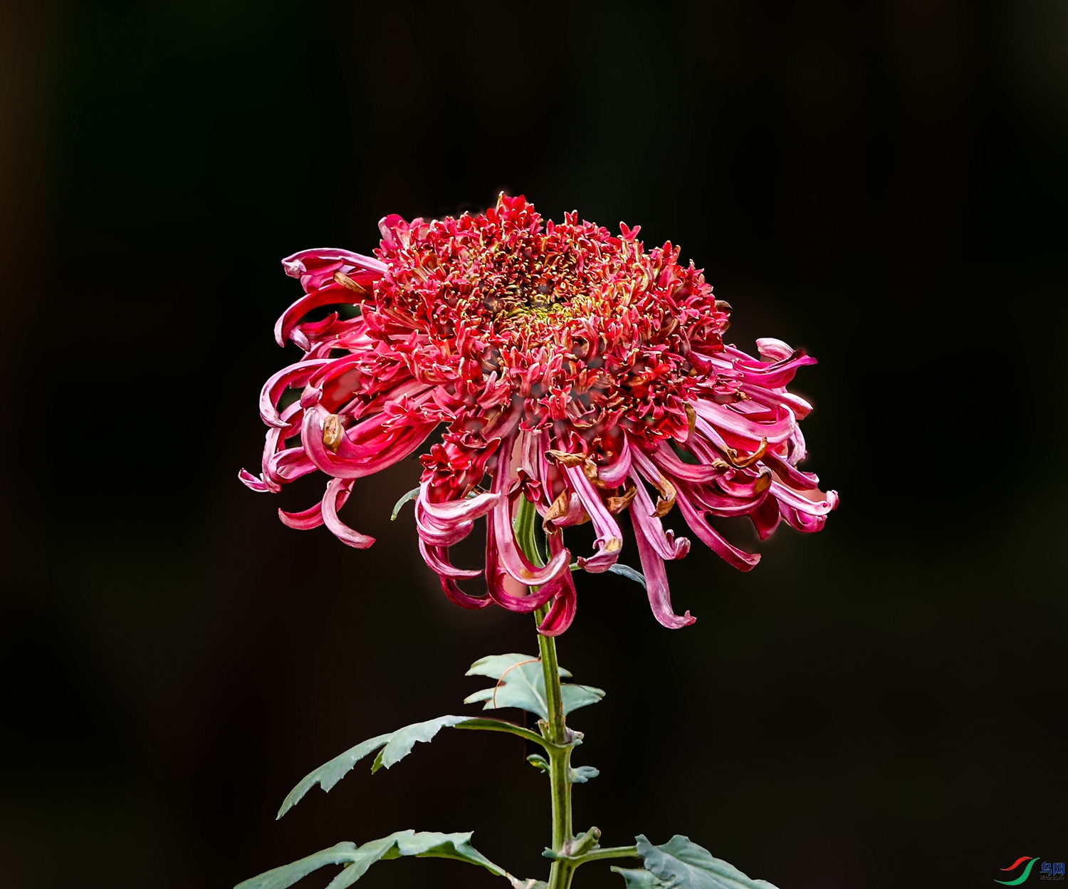 00000583A0256 �ֻ���1000k.jpg