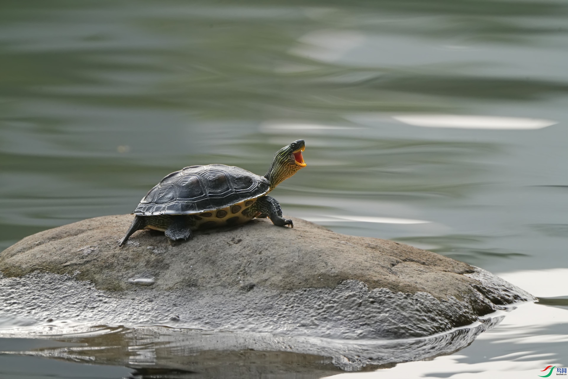 DSC00040 ����.jpg