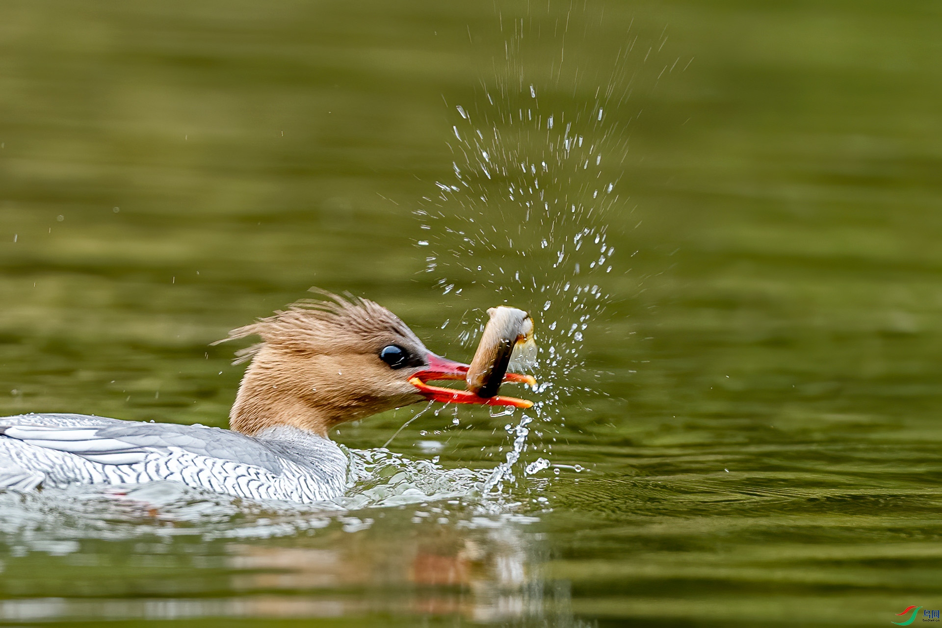 ��ʳ�뼤��