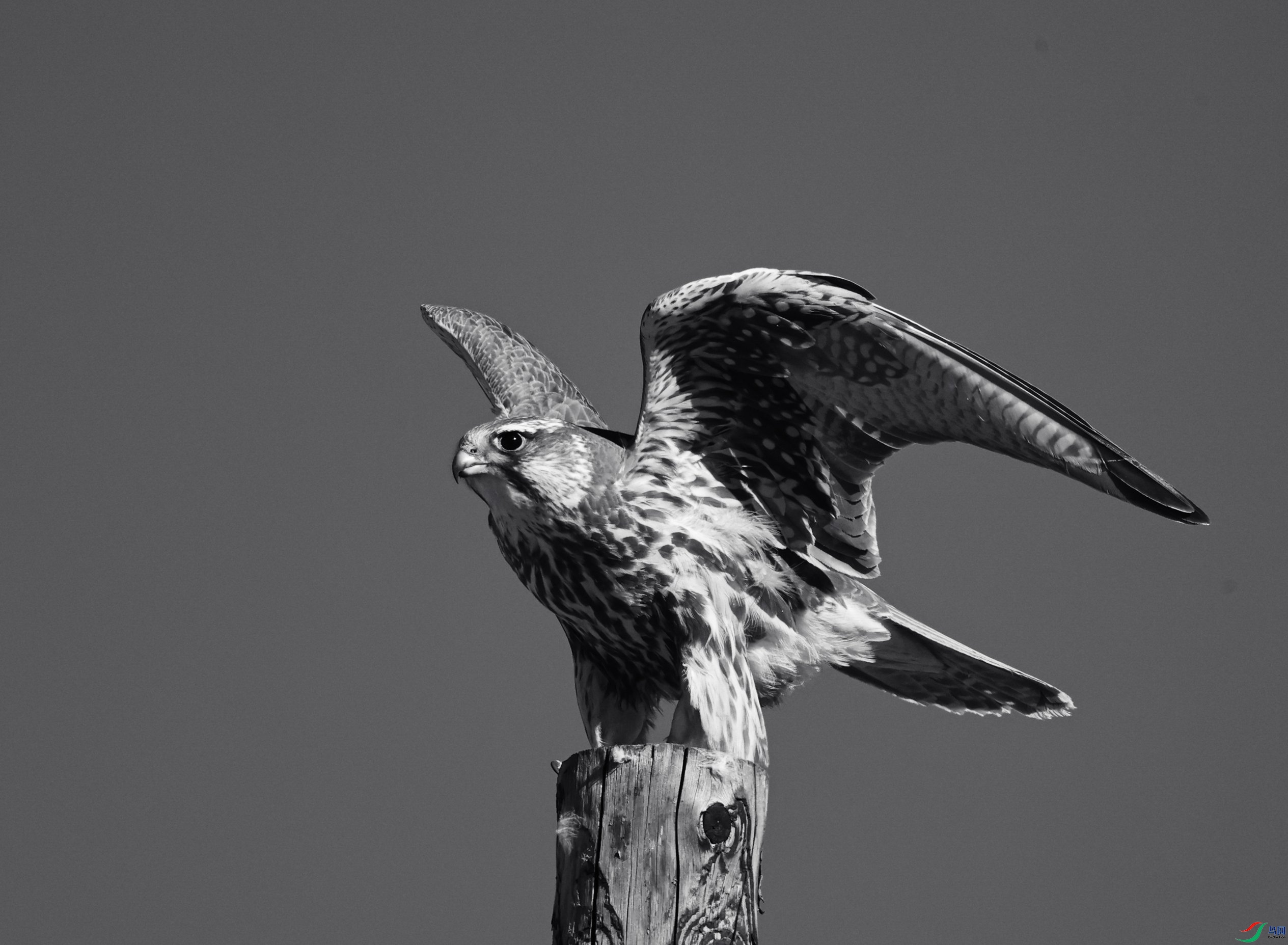 ��ԭ�����ڰ� - ����.JPG