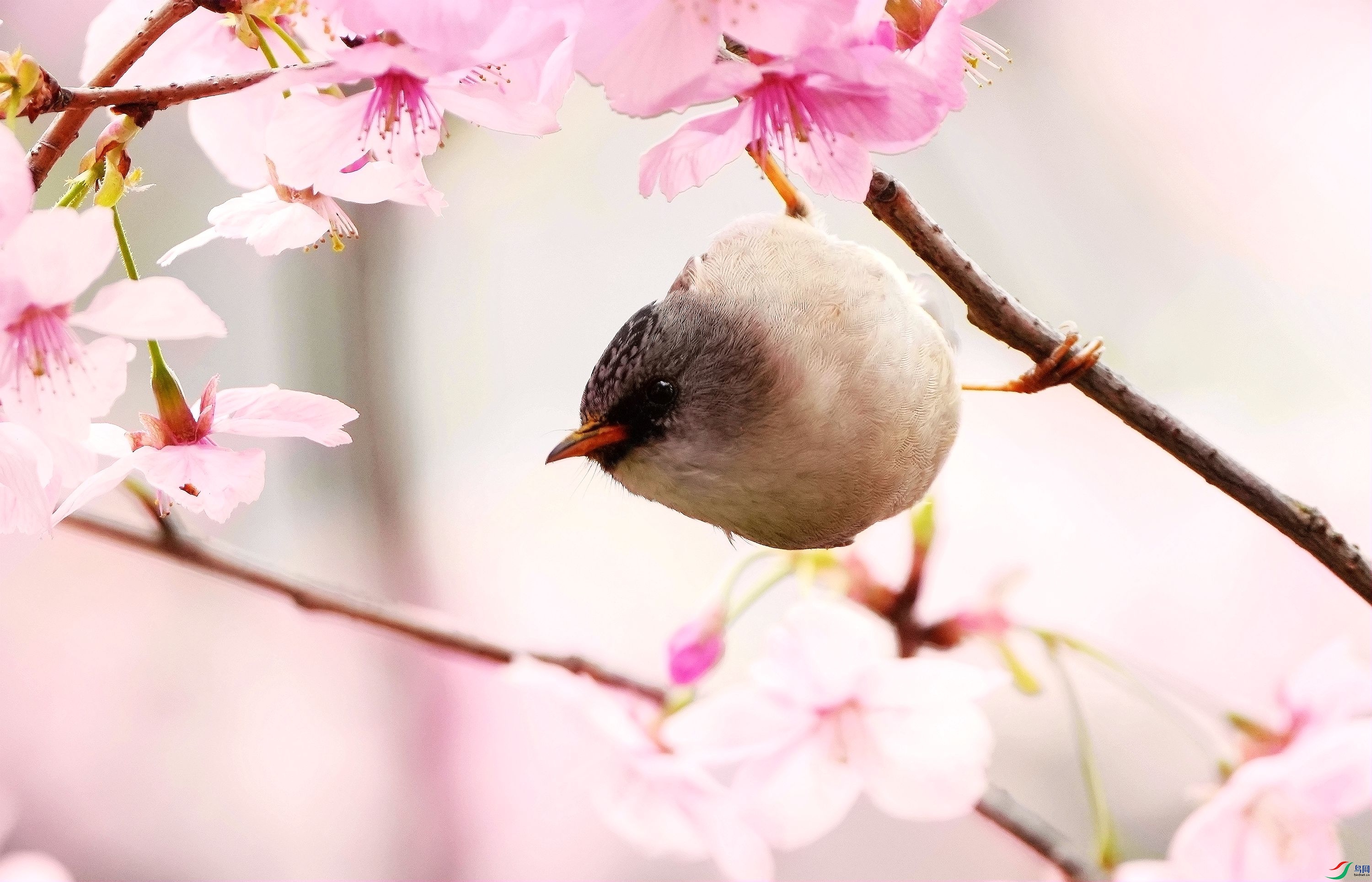 ӣ������DSC02876_����.jpg