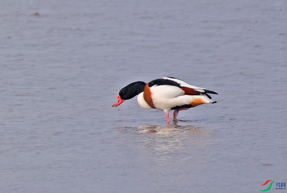 DSC_8039ff.jpg