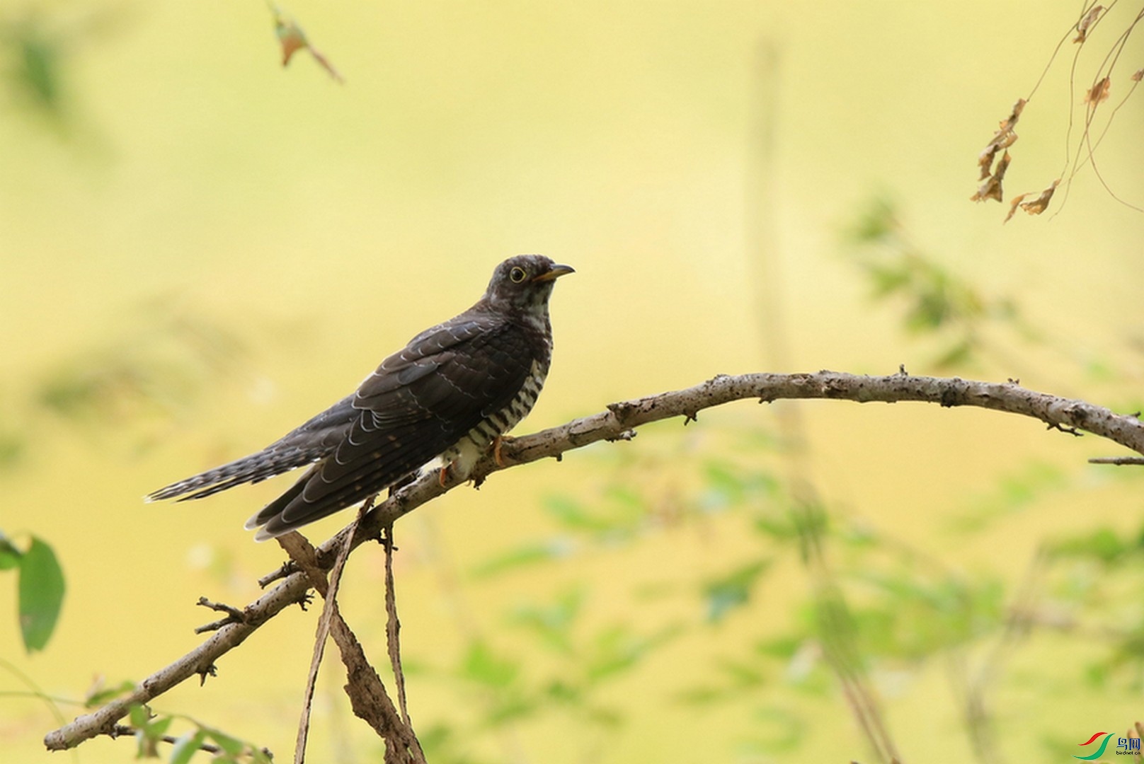 С�ž飿 0F4A1689_cr.jpg