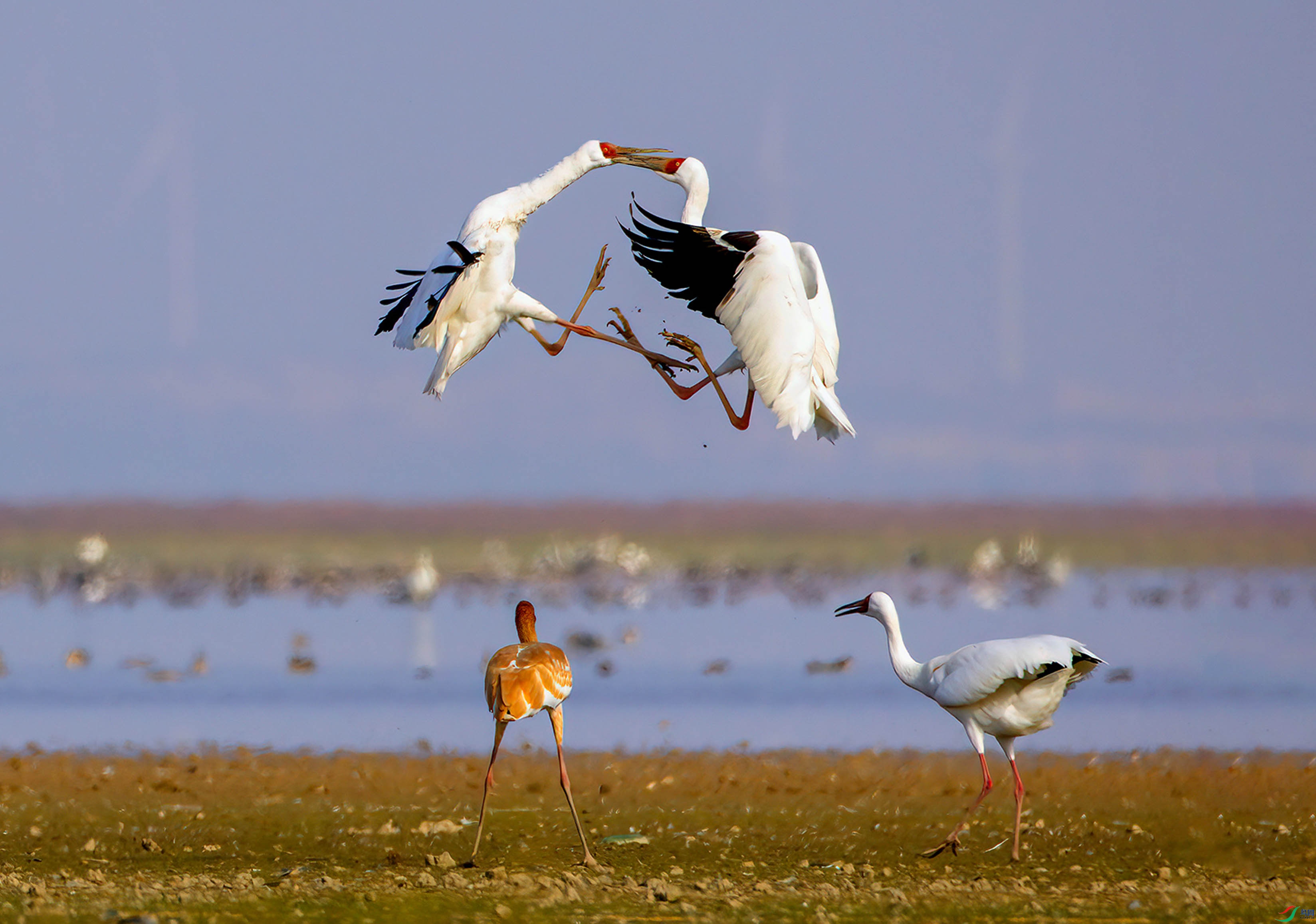 407A1412-D1     .jpg