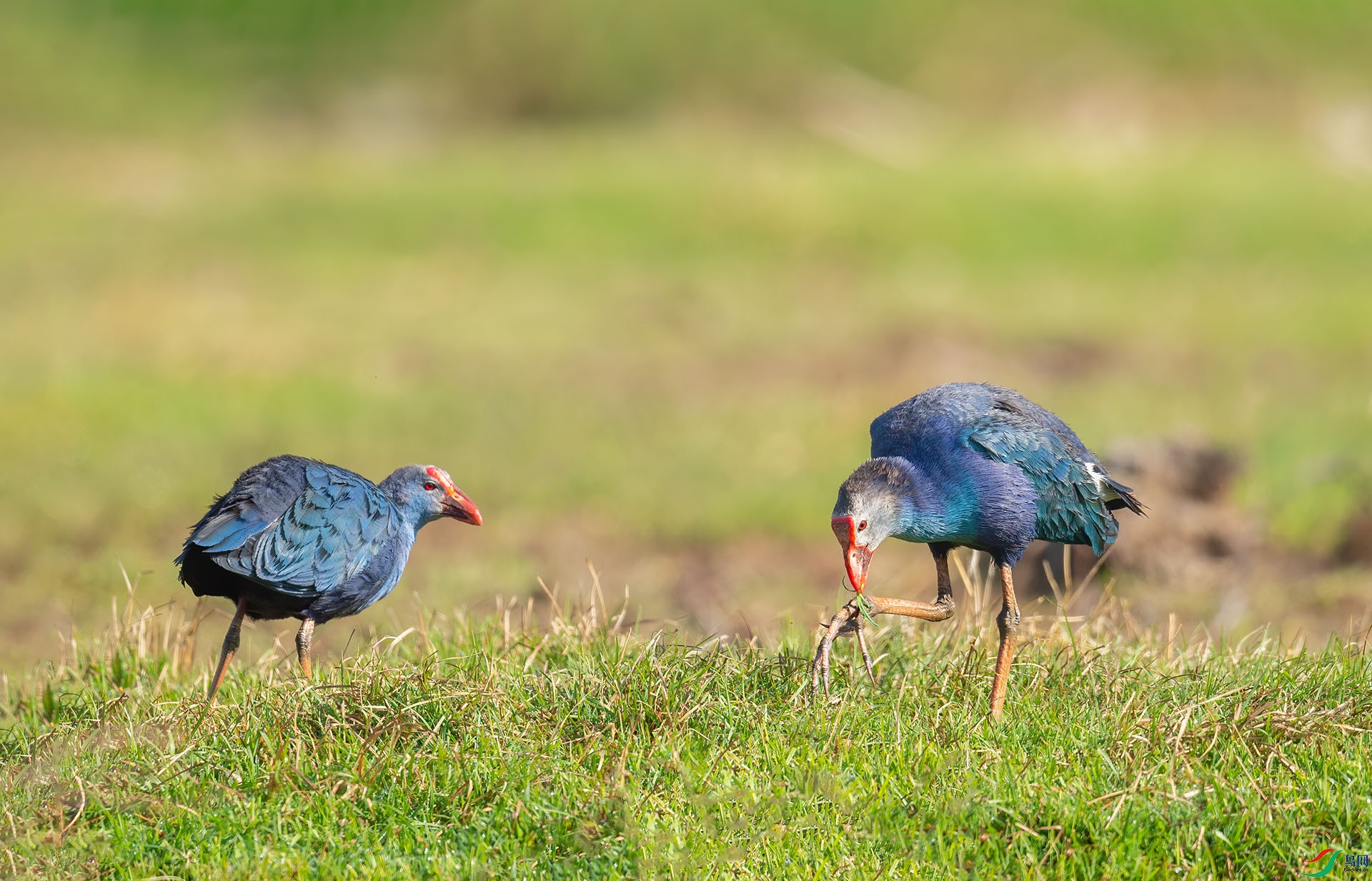 DSC_2510 -1.jpg