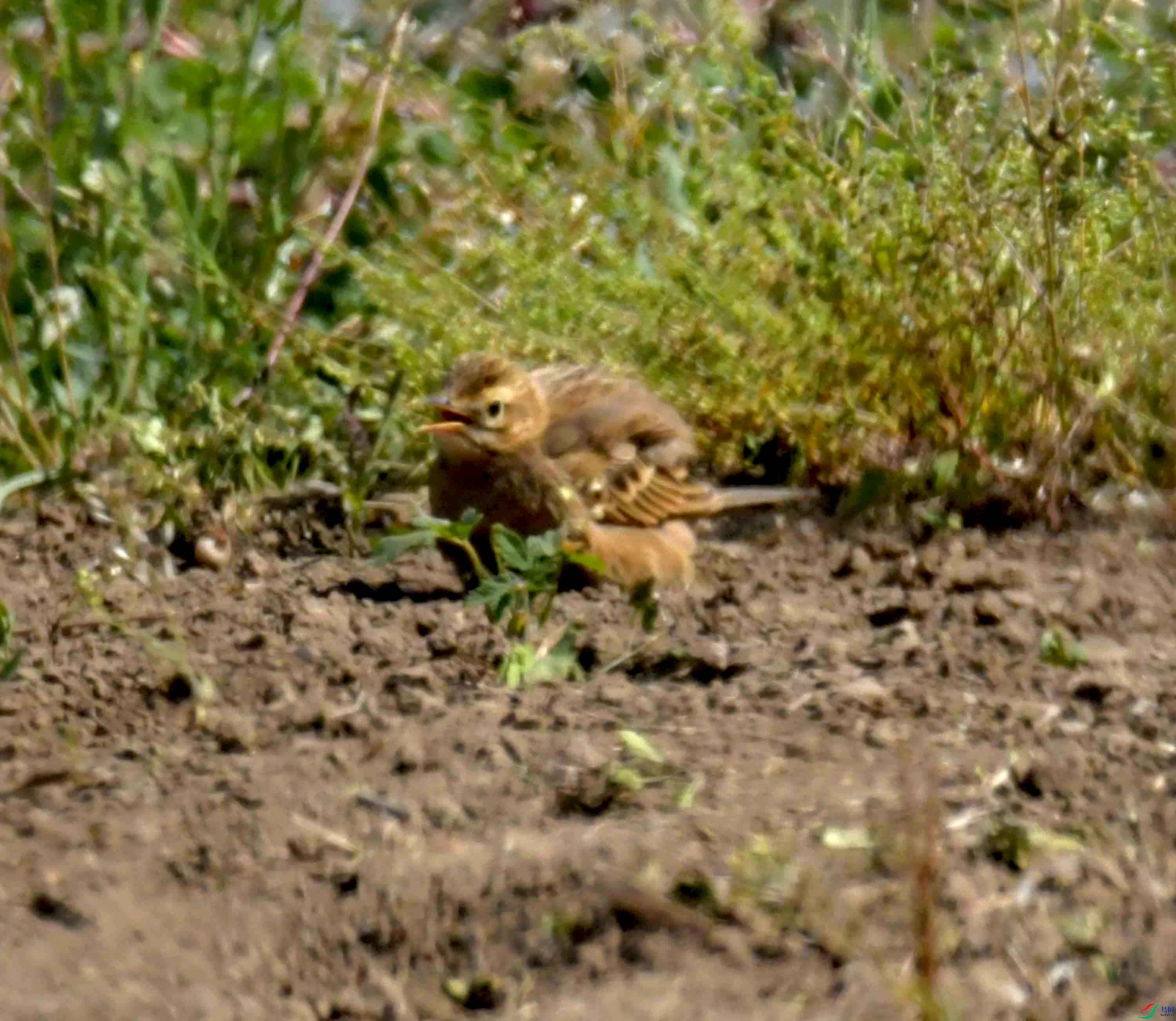 DSC_1399.JPG
