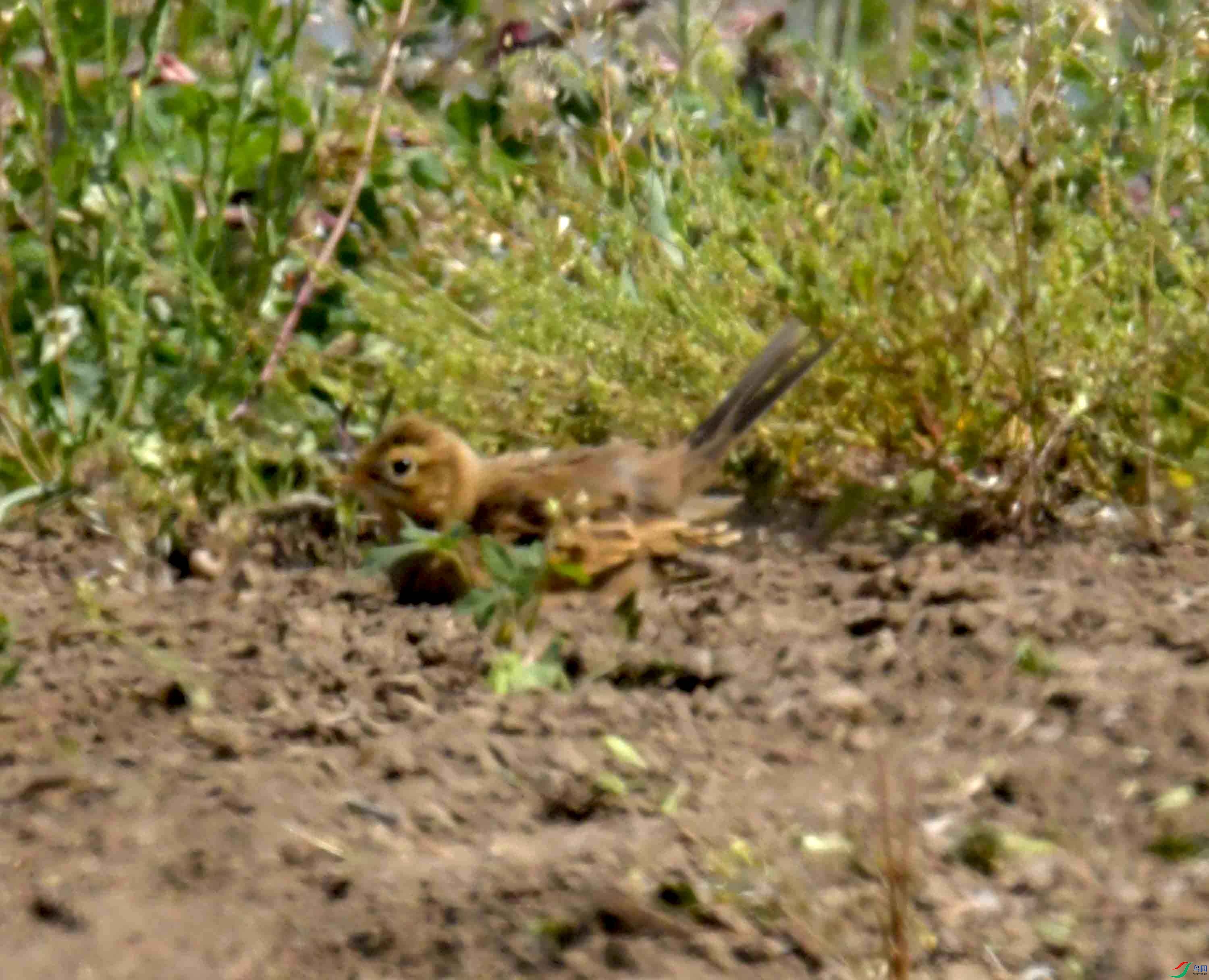 DSC_1403.JPG