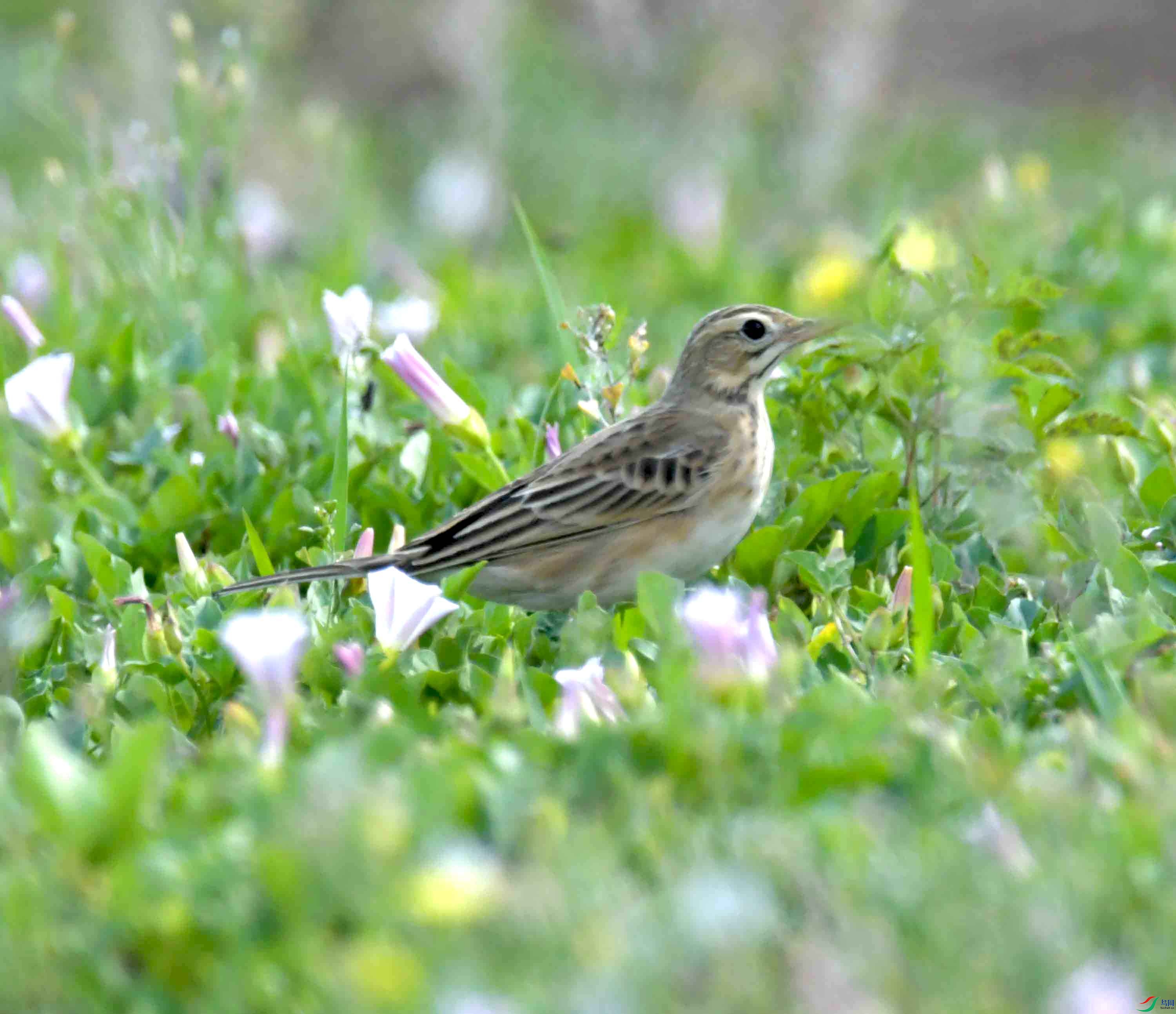DSC_1717.JPG